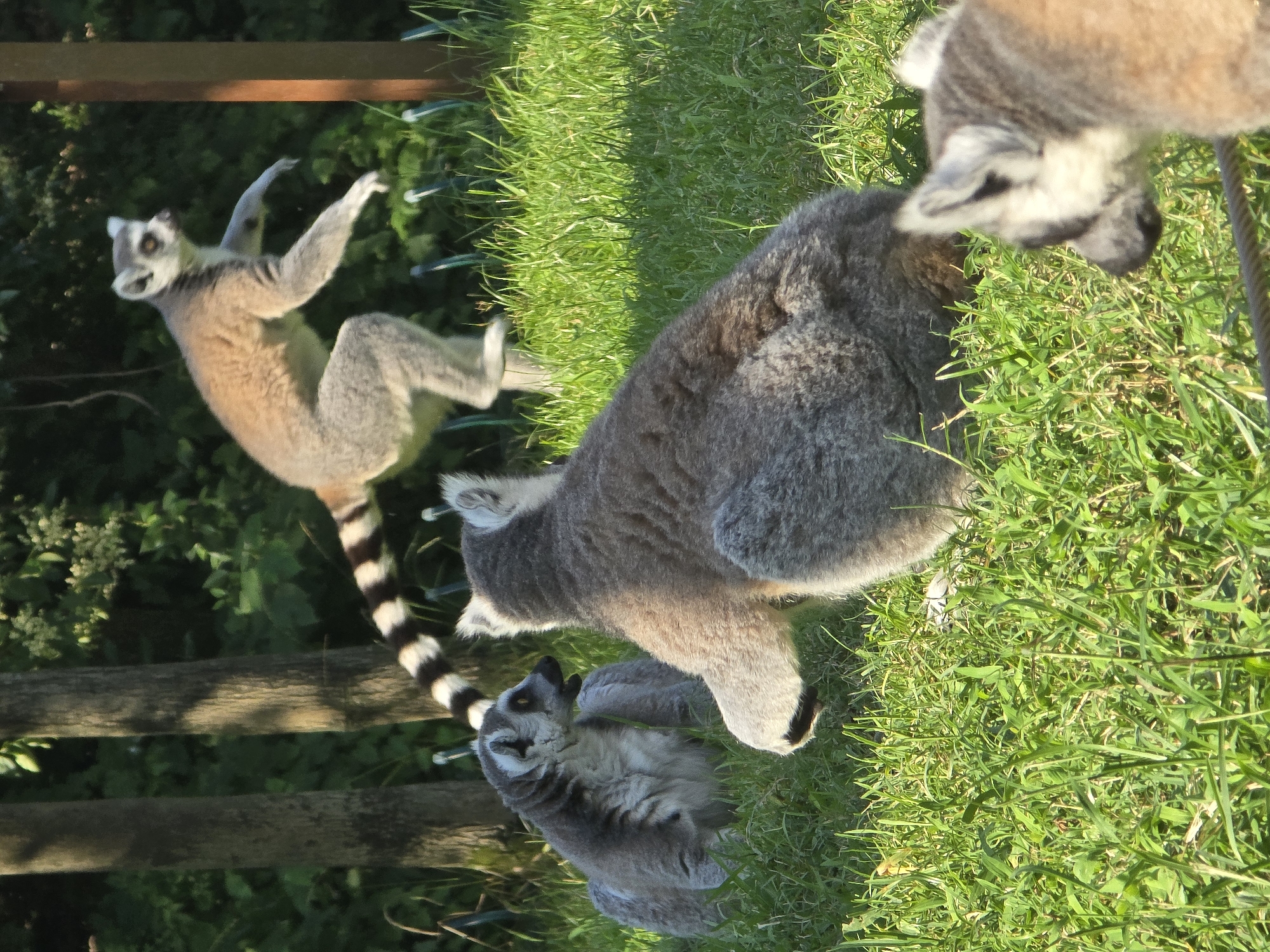 A group of ring-tailed lemurs are on a grassy enclosure in a zoo. One lemur is in mid-air, leaping, while others are seated or on the ground. The enclosure has trees and greenery in the background. This image was taken in the city of Fuyang, China.