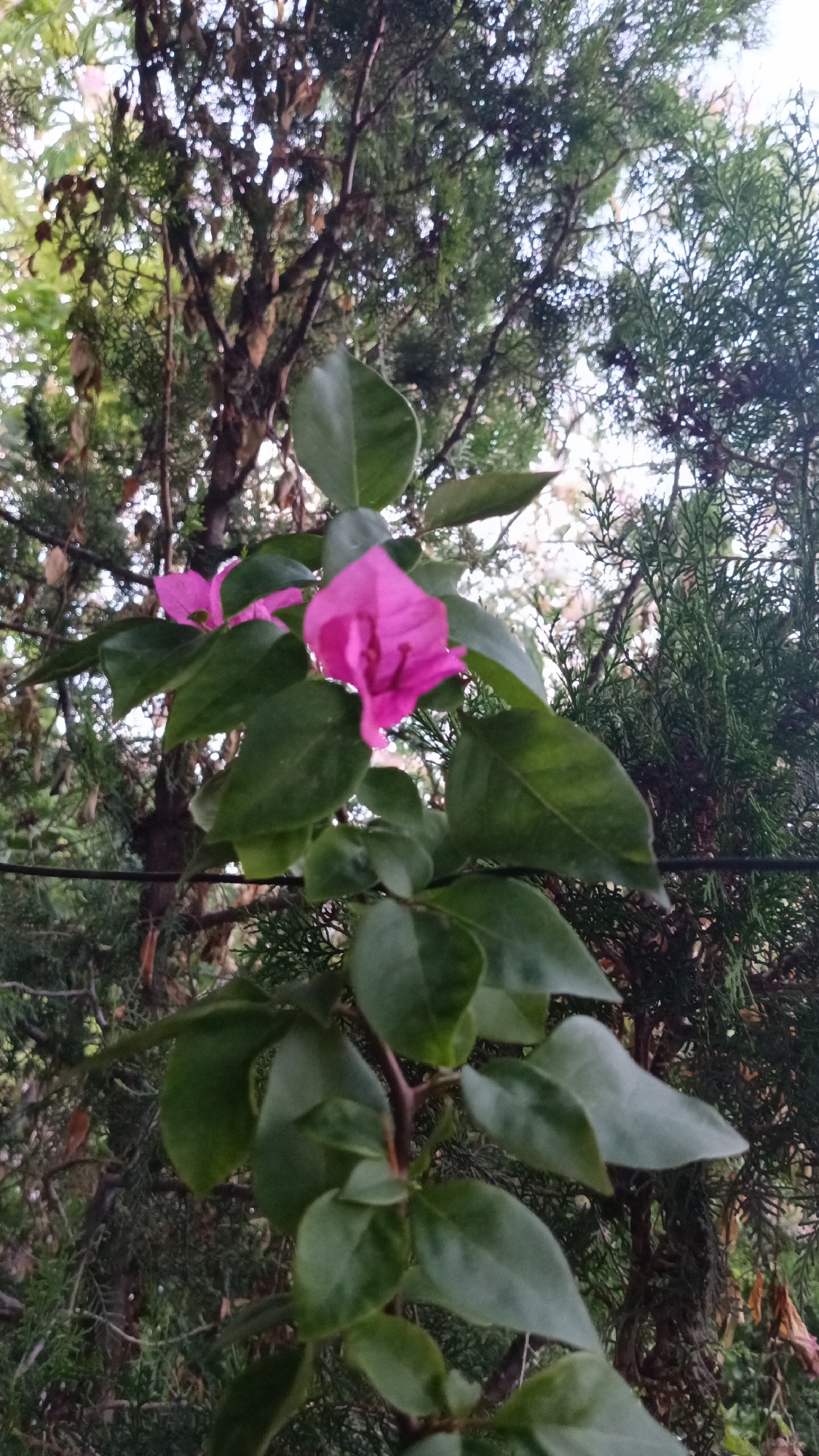 The image shows a close-up of bright pink bougainvillea flowers and green leaves against a blurred background of trees. The bougainvillea plant appears to be growing on a trellis or structure, with a dark wire visible across the lower left portion of the frame. The surrounding foliage consists of dark green, conifer-like branches, possibly from a cypress or juniper tree. The lighting suggests an outdoor setting, possibly in the afternoon. The scene is consistent with a garden or natural setting within Ashtarak, Armenia, a region known for its diverse flora and landscapes. There are no people or specific actions depicted.