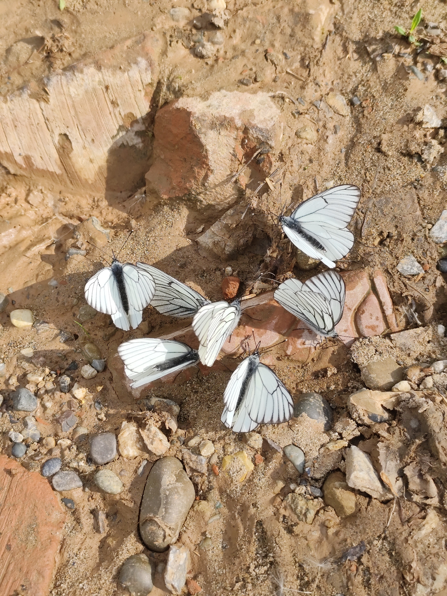 The image shows six white butterflies with black markings clustered on and around fragments of red brick and small stones in an area of soil and mud. The location is not discernible as being in the city of Фоки, Russia from the image alone. There are no people visible. The butterflies are interacting with the ground and brick fragments. The environment appears to be a damp, earthy area with scattered rocks and broken brick pieces. The scene is lit by natural light.