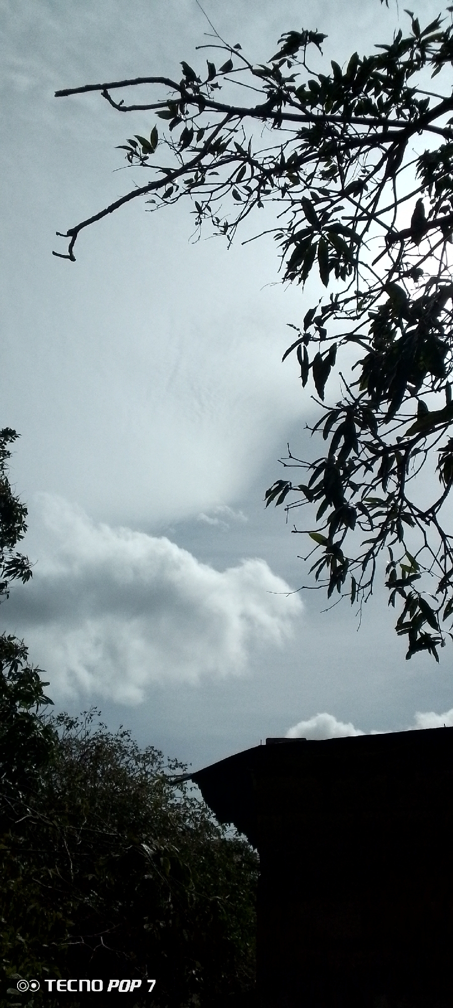 The image shows a view of the sky with clouds and tree branches in Altagracia, Venezuela. The branches are silhouetted against the sky. Part of a building roof is visible at the bottom right of the image. The light is diffused, creating a mostly gray color palette. The branches are dense. The sky contains some patches of white and gray clouds. The lower left portion of the image shows additional vegetation. "TECNO POP 7" is printed in the bottom left corner.