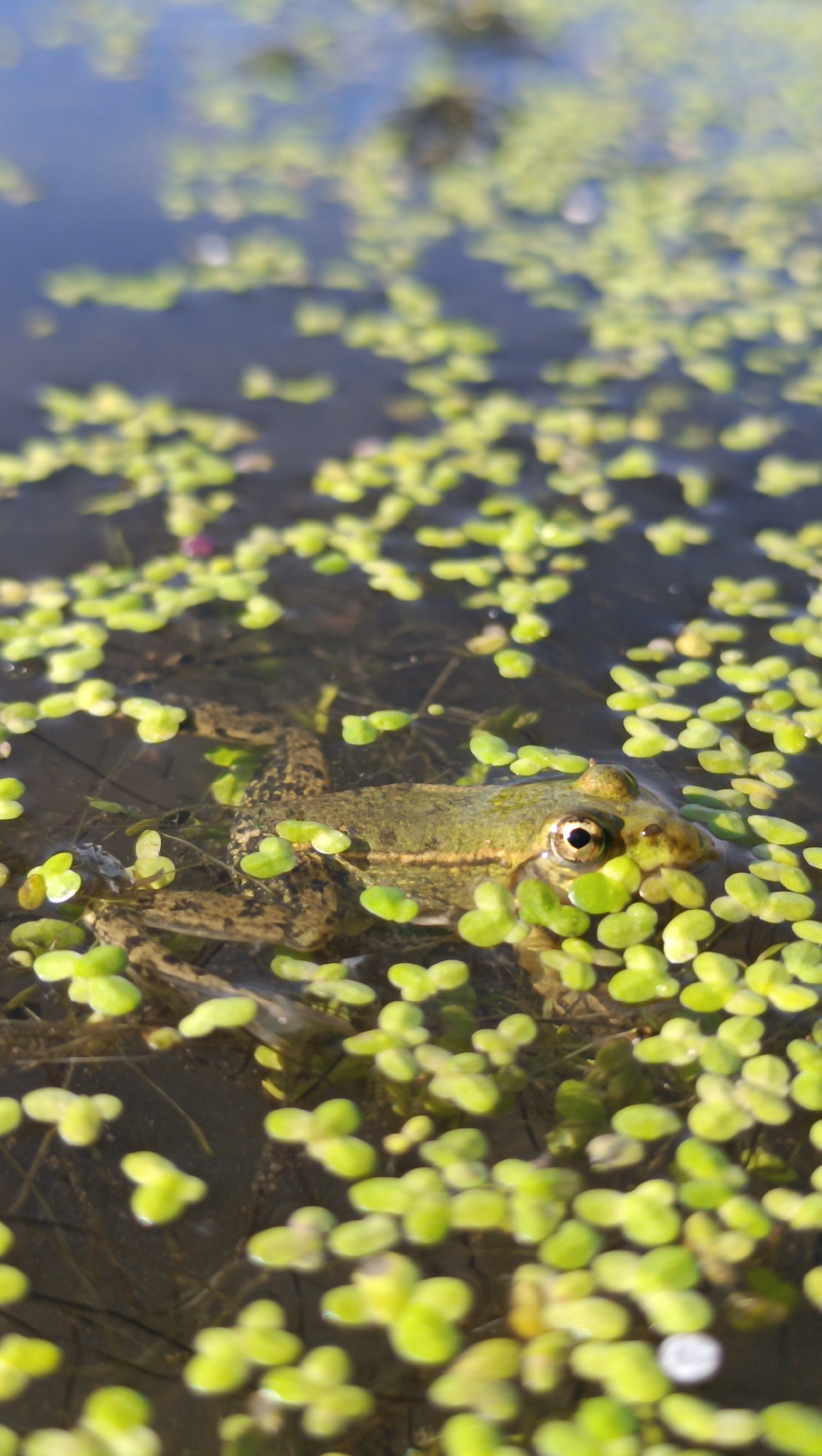 A frog is submerged in shallow, murky water, partially obscured by small, bright green duckweed plants floating on the surface. The frog's head and right eye are visible, with the eye appearing dark and round. Its skin is mottled green and brown, and its body is elongated and lying horizontally in the water. The background shows more duckweed and the dark, reflective surface of the water. The image appears to be taken outdoors in a natural setting, possibly a pond or slow-moving stream, but there is no information to confirm it is in Karsha, Russia.