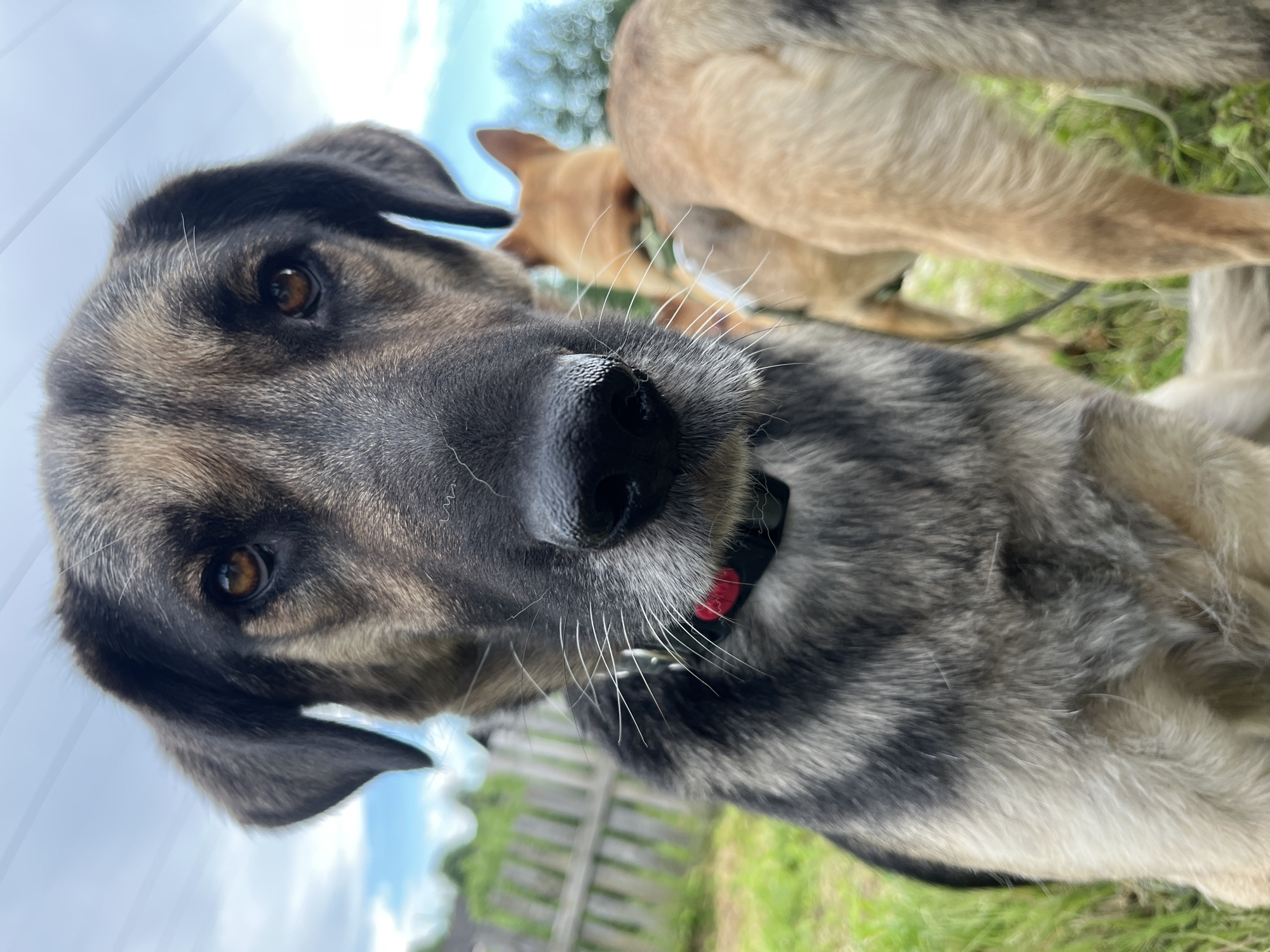 A close-up, low-angle shot focuses on the face of a large dog with mottled grey and tan fur. The dog is looking directly at the camera, its amber eyes wide. Its nose is black and wet, with prominent white whiskers. A red and black collar is visible around its neck. In the background, another dog with tan fur is partially visible, its rear end facing the camera. The scene appears to be outdoors, with green grass and a wooden fence in the background under a cloudy sky. The image was captured in Nizhny Tagil, Russia.