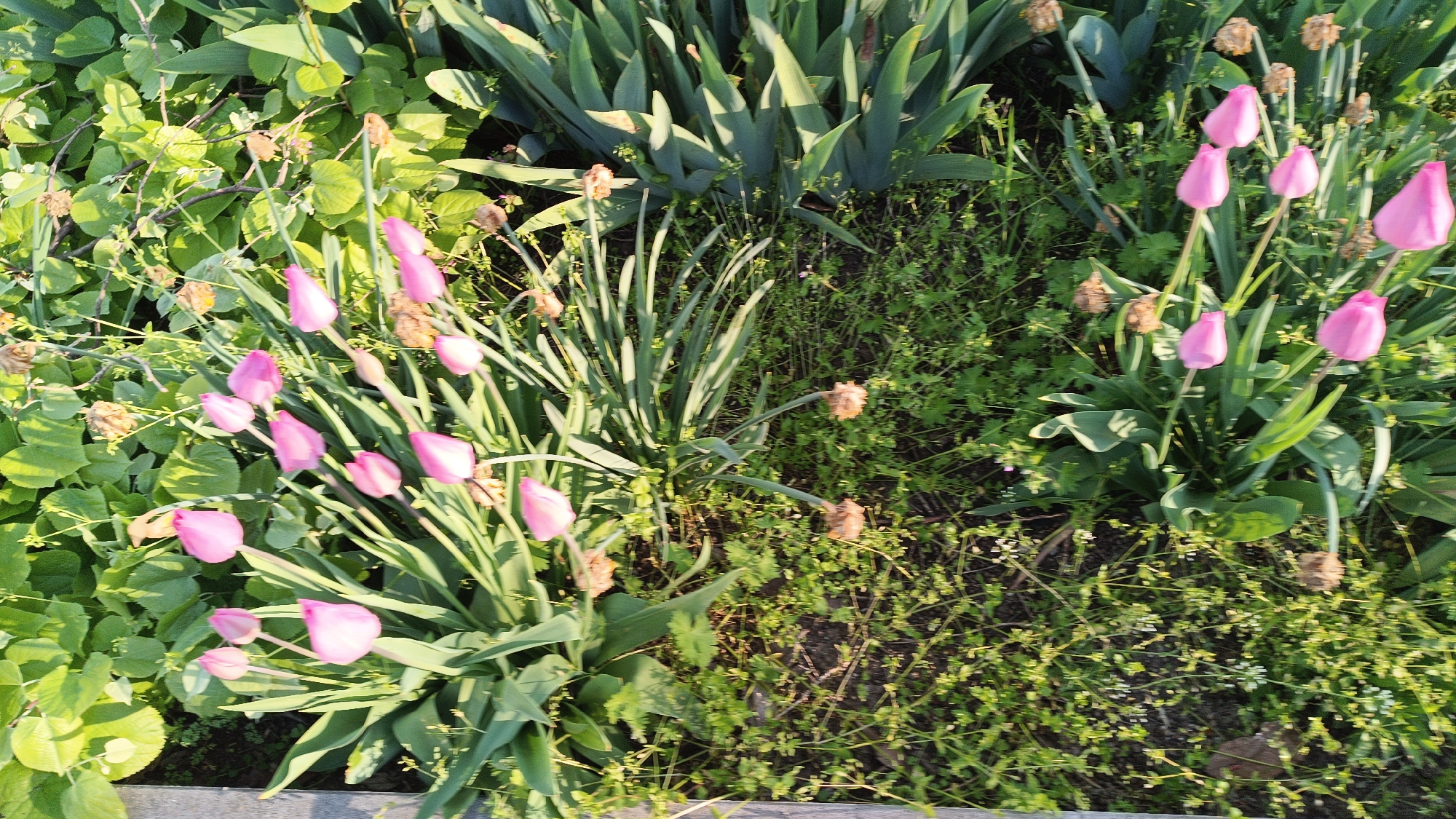 A garden in Unknown, Unknown, shows pink tulips blooming among other greenery. Tall, blade-like leaves are seen, along with ground cover plants and dry flower heads. Sunlight illuminates the scene.