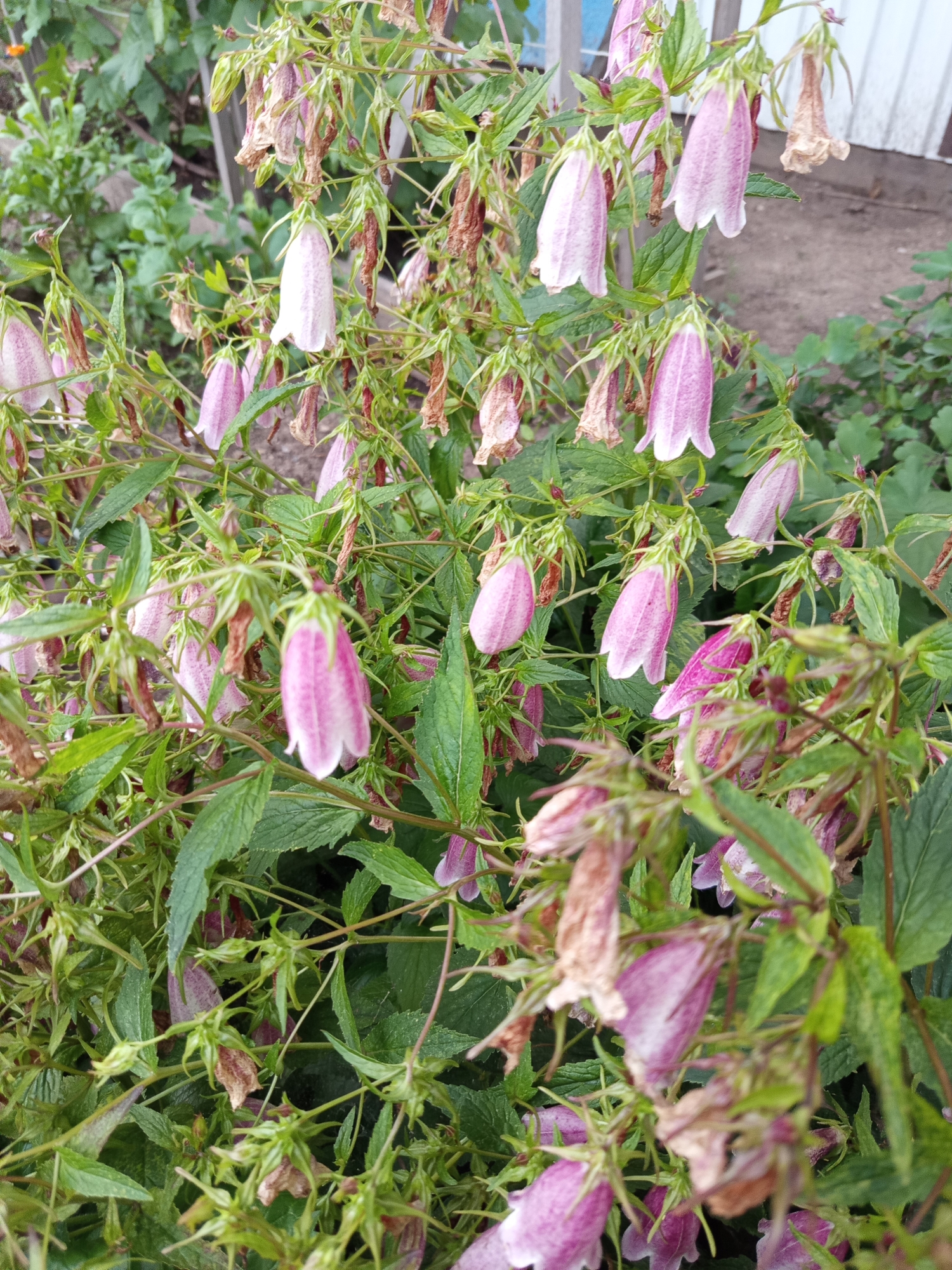 This media file depicts a cluster of bell-shaped flowers, likely Campanula or a similar species, in various stages of bloom and wilting. The flowers are predominantly pink and white with speckled patterns. Lush green foliage surrounds the delicate blooms, with some brown, dried flower heads indicating the end of their blooming cycle.
The scene appears to be an outdoor garden setting, possibly in a rural or suburban area, given the presence of a wooden fence and what seems to be bare earth in the background. The lighting suggests it is daytime, with no harsh shadows indicating a midday sun. The overall impression is one of natural beauty and the cycle of life, with new growth alongside decay. The location context of Älimbet, Kazakhstan, places this scene in a specific geographical setting, although there are no explicit visual cues within the image to confirm this location beyond the provided context. There is no visible text in the image.