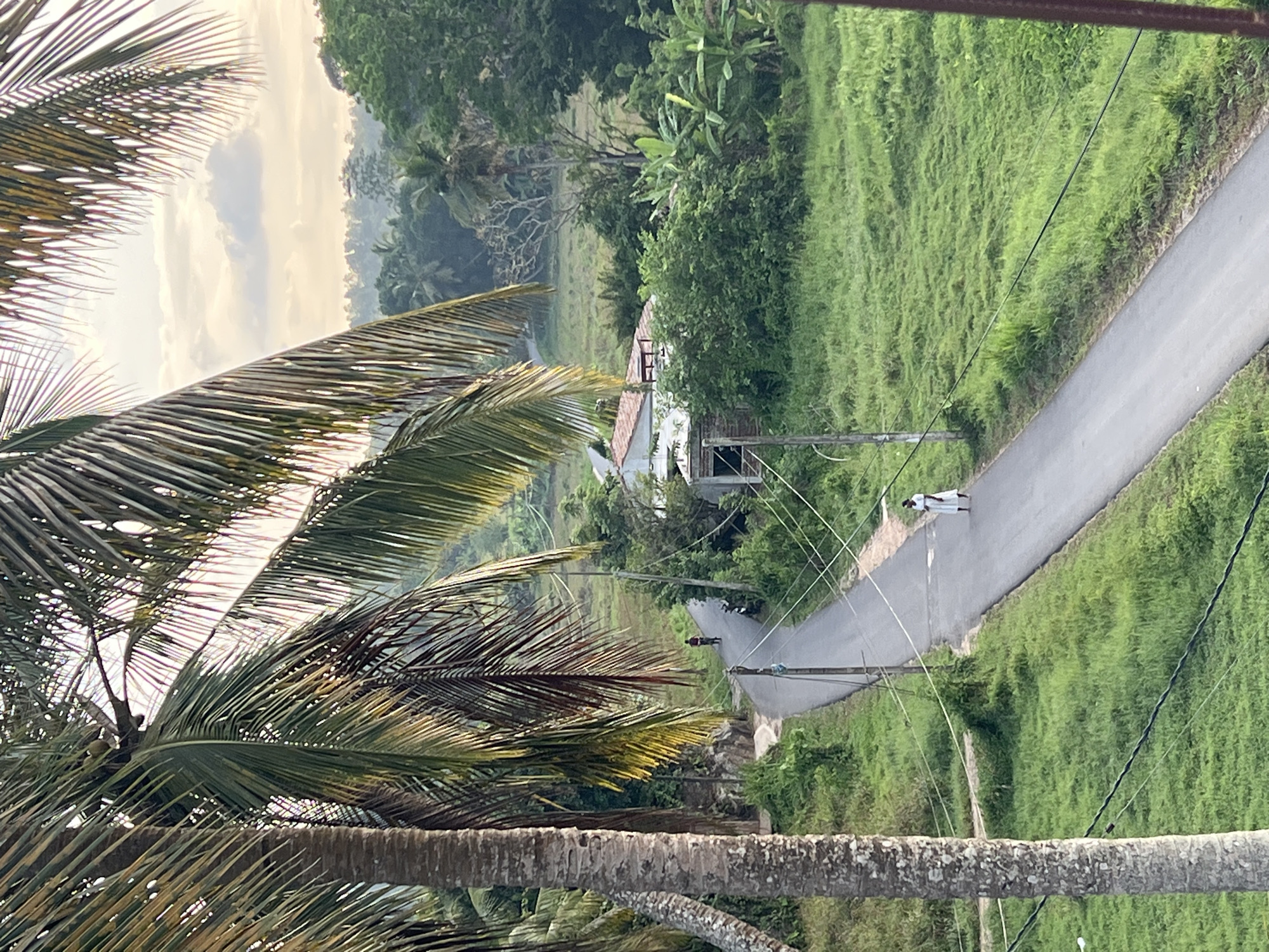 The image depicts a rural scene near Heenatigala Junction, Sri Lanka, viewed from an elevated position amidst palm trees. A narrow asphalt road winds through lush green fields. A person dressed in white walks on the road. Overhead power lines run along the road. In the background, a small house is visible amongst the vegetation. The sky is partially visible through the palm fronds, with soft light suggesting either early morning or late afternoon.