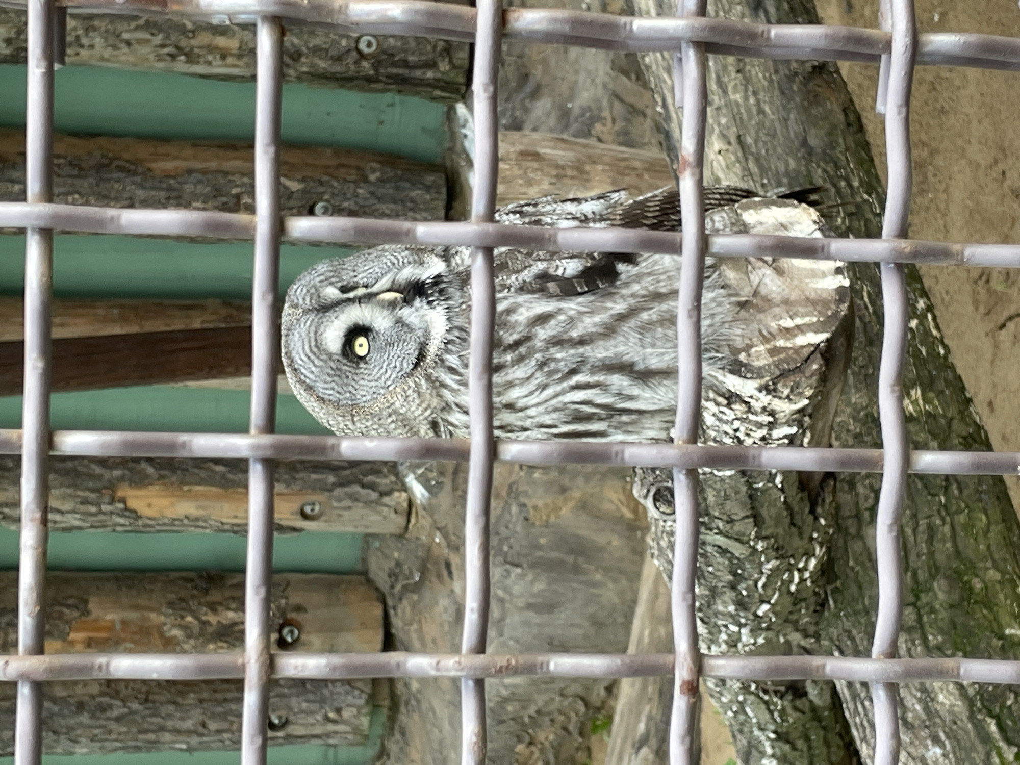 A Great Grey Owl (Strix nebulosa) is depicted in an enclosure, looking directly at the viewer with an alert, bright yellow eye. The owl's plumage is a striking pattern of grey and white, with a distinct facial disc. It appears to be perched on a textured tree trunk or large branch, visible on the right side of the frame. In the background, to the left, several horizontal wooden logs are arranged against a light green surface, suggesting an artificial habitat or wall within the enclosure.
The entire scene is viewed through a grid of prominent metal bars, which run both vertically and horizontally across the image, partially obscuring the owl and its surroundings. The lighting indicates it is daytime. No human subjects or visible text are present. The setting strongly suggests a zoo or wildlife park in Perm, Russia, designed to house and display the animal. The owl's posture conveys a sense of watchfulness from within its captive environment.