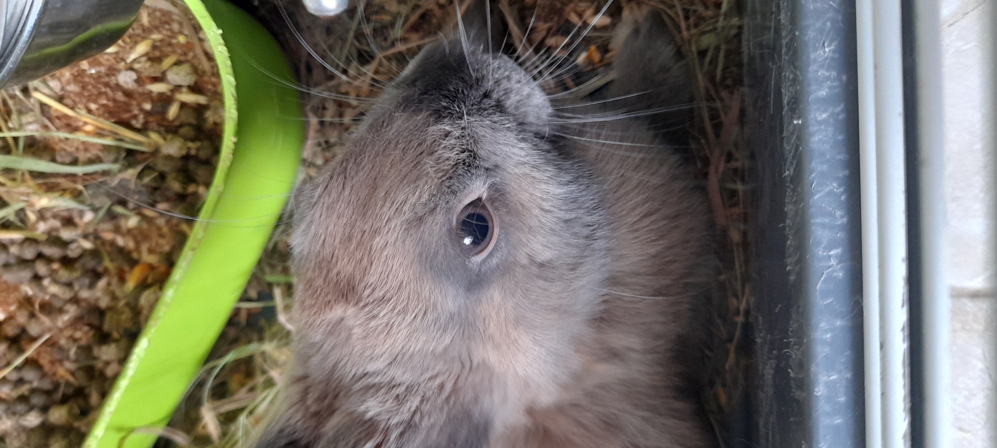 A close-up, eye-level shot captures a young rabbit from the shoulders up, resting on straw and wood shavings within a black enclosure. The rabbit's fur is a mix of brown and gray, with distinct brown coloring around its head and ears, and a lighter gray on its body. Its dark, round eye, reflecting the light, is prominent and slightly to the left of the frame. Long, thin whiskers extend from its snout. In the background, a bright green plastic bowl, filled with rabbit food consisting of pellets and dried grasses, is visible. The overall environment appears to be an indoor domestic setting, possibly a cage or hutch, with a shallow depth of field that blurs the background.