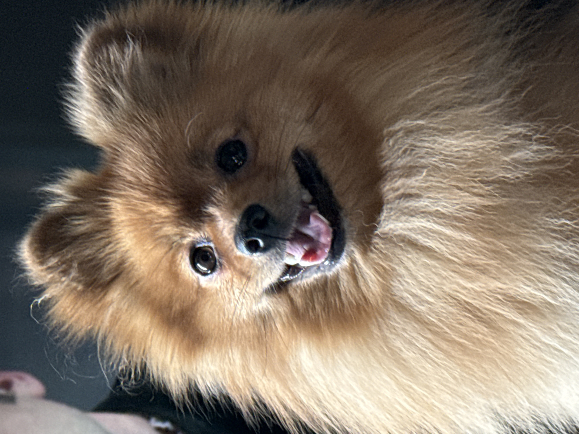 A close-up, head-on, eye-level portrait shows a fluffy Pomeranian dog with a light brown coat and alert, dark eyes. The dog is panting with its tongue out, and its mouth is slightly open. The background is dark and out of focus, with a hint of a person's ear visible on the left side of the frame. The image appears to be taken indoors, possibly in a home environment. No specific location in Khimki, Russia is discernible from the image itself.