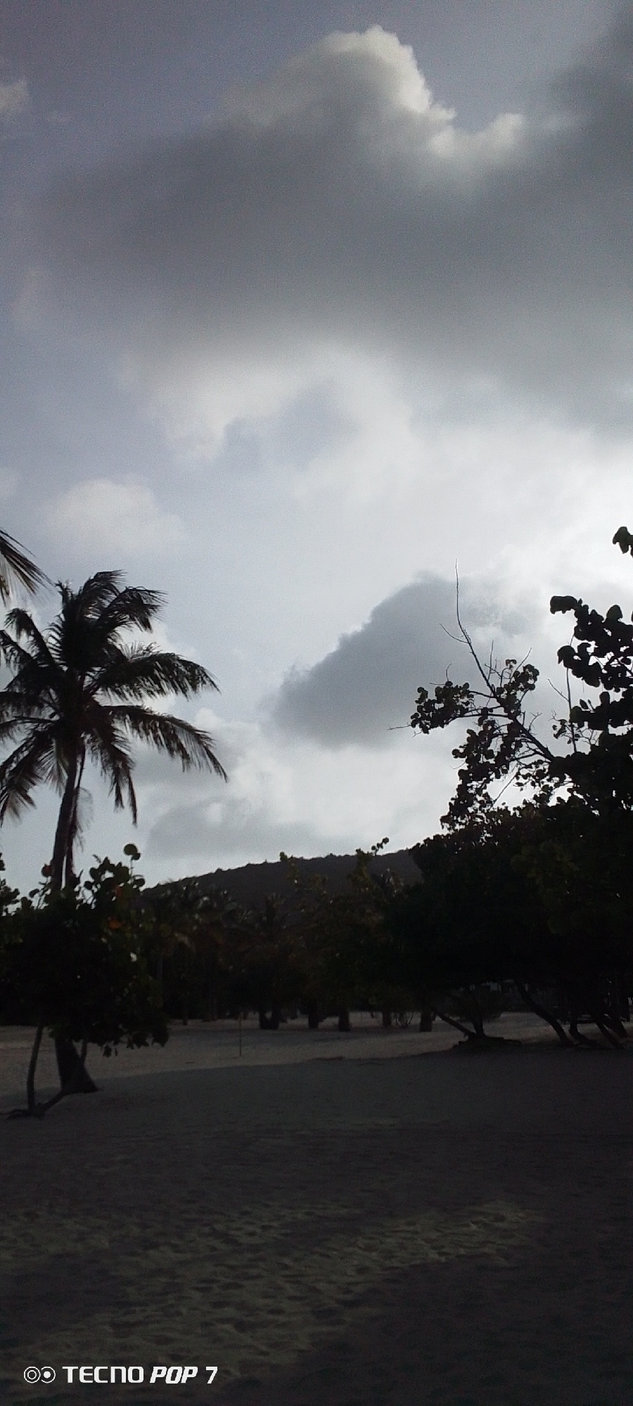 The image depicts a beach scene in Pedro González, Venezuela under a cloudy sky. A prominent coconut palm stands on the left side of the frame, with its fronds swaying in what appears to be a breeze. Other trees and shrubs are visible, forming a line across the mid-ground and obscuring a low hill or elevated landmass in the background. The beach itself dominates the lower portion of the image, appearing relatively wide and sandy. The lighting suggests either early morning, late evening, or a day with heavy cloud cover, as the scene is generally subdued. The image has a visible watermark "TECNO POP 7" in the bottom left corner.