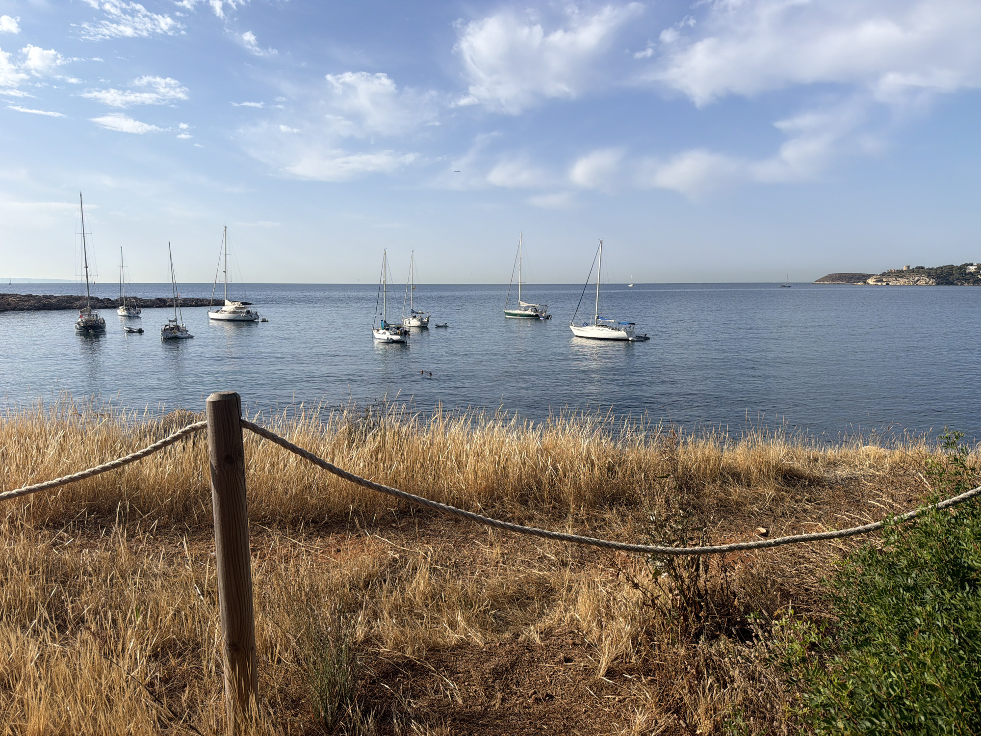 In Calvià, Spain, an image captures a serene coastal scene. The foreground features dry, golden grass, a weathered wooden post with a thick rope barrier, and some green foliage. Beyond this, a calm, blue body of water stretches to the horizon, dotted with several sailboats. One larger white sailboat is prominently positioned on the right, while others are scattered across the water, some with sails furled and others with sails partially raised. In the distance, a hilly coastline with buildings and a prominent tower is visible under a bright blue sky with scattered white clouds. The overall atmosphere is peaceful and tranquil.