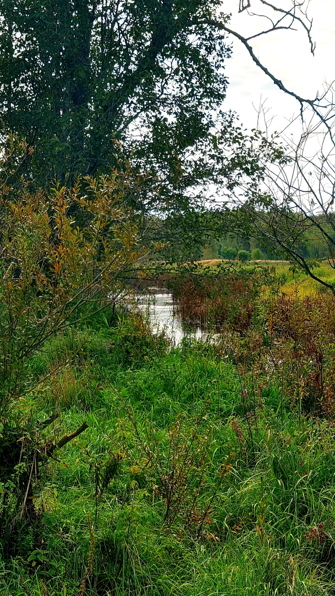 An image displays a natural scene with a body of water and surrounding vegetation. In the foreground, tall green grasses and smaller bushes dominate, with some foliage showing autumn colors of yellow and brown. Branches from trees frame the upper portion of the image. A narrow river or stream flows through the mid-ground, with reeds and taller brown vegetation lining its banks. In the distance, a field or meadow can be seen with a line of trees and a hint of a dirt road. The sky is partially visible at the top, appearing overcast or hazy. There are no people or animals visible in the scene. The location is identified as Kunganovo, Russia.