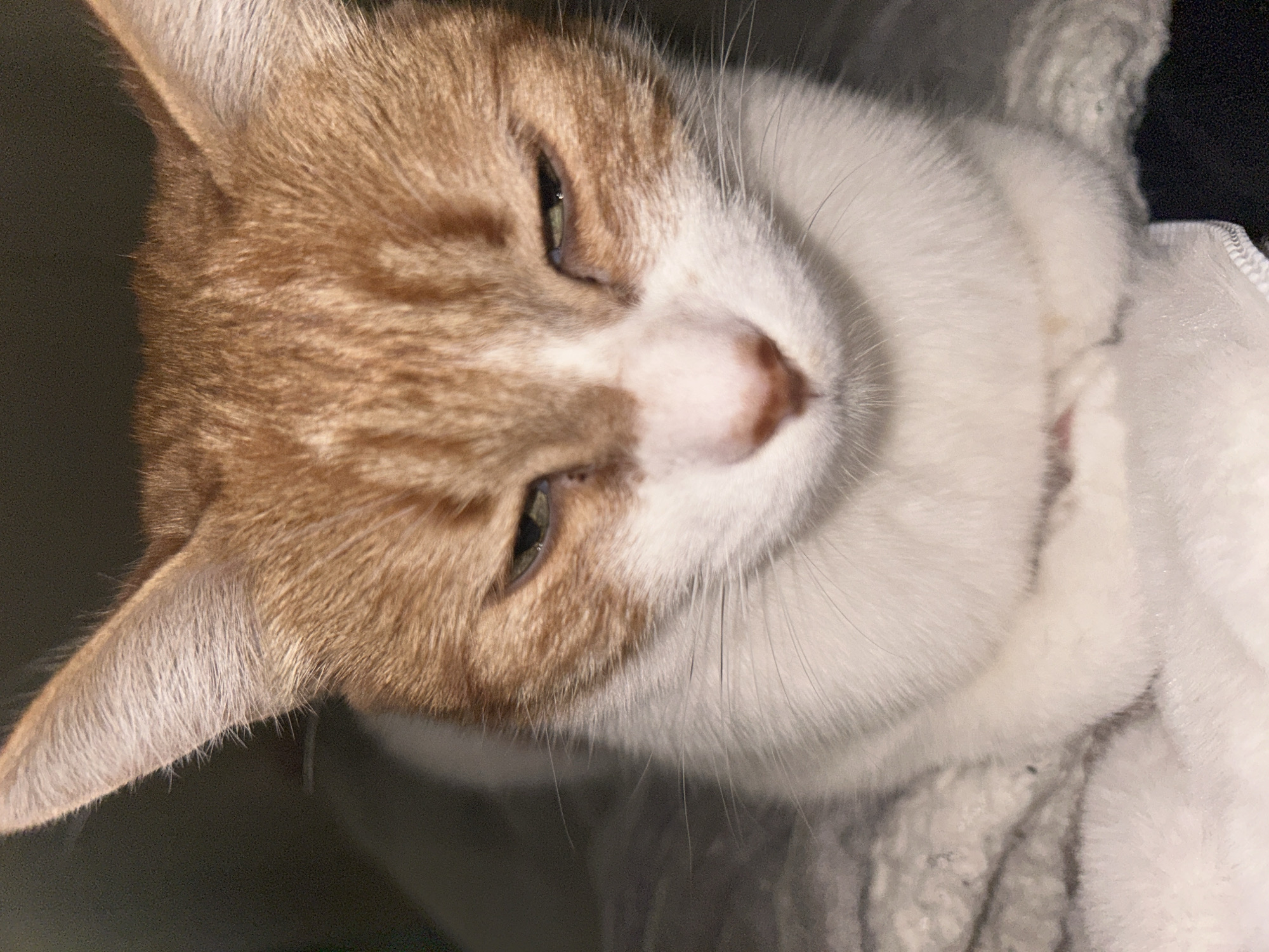 A close-up, slightly angled view of a light orange and white cat. The cat has its eyes partially closed, and its nose is pink. The background appears to be a soft, white blanket. The environment is indistinct, but the focus is on the cat's face. The city of Buenos Aires, Argentina is not discernable from this image.