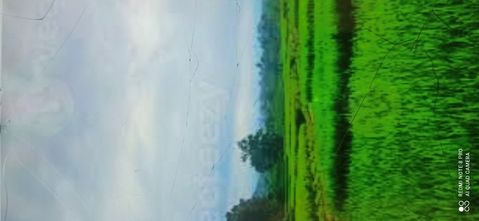 The image is a photograph of a lush green rice paddy field under a cloudy sky. The field is divided into several sections, suggesting cultivation. In the background, there are trees and a hint of mountains or hills shrouded in mist. The overall impression is one of a rural landscape. The bottom left corner of the image shows text that reads "REDMI NOTE 8 PRO AI QUAD CAMERA", indicating that the photo was taken with a Redmi Note 8 Pro smartphone. There is no information within the image itself to identify its specific location in Sedati Agung, Indonesia. The image displays several cracks, potentially from a damaged screen or lens.