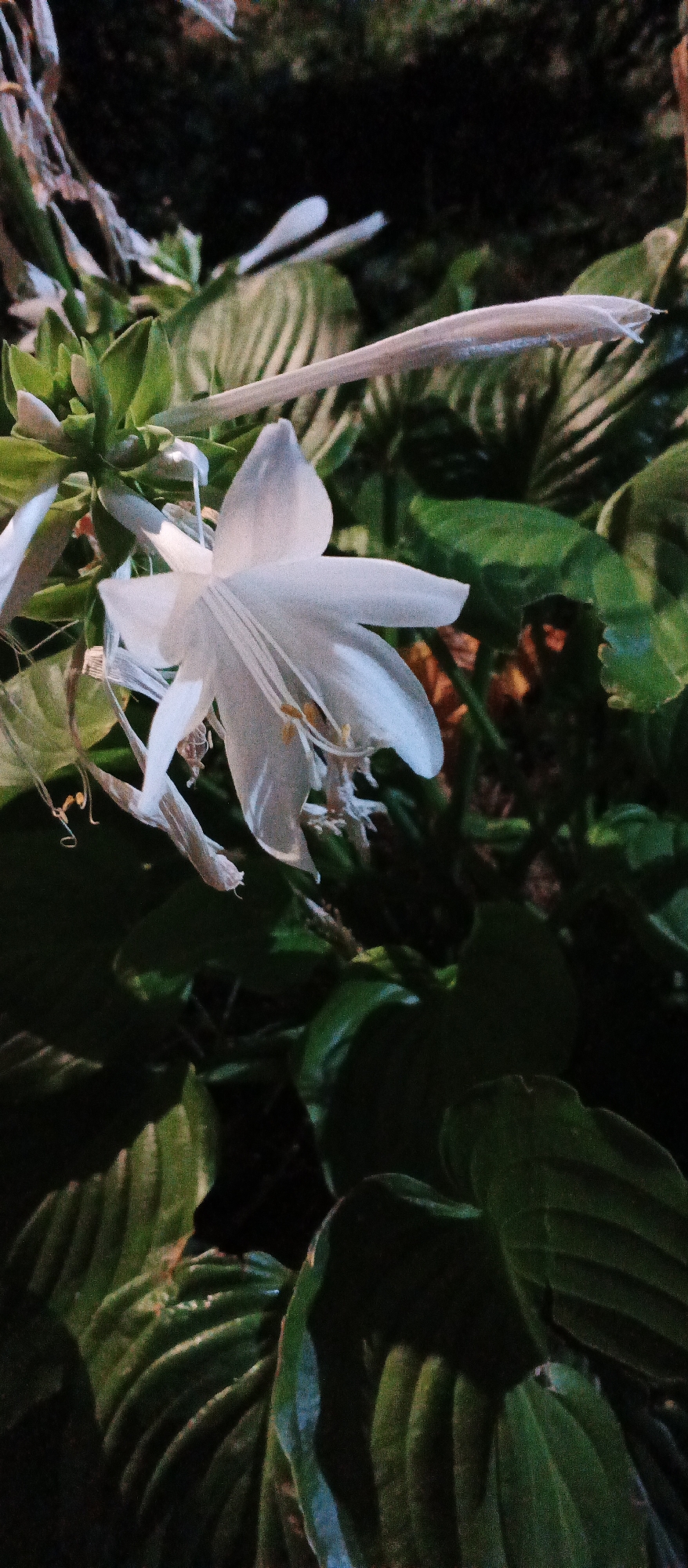 A close-up, vertical, low-angle shot shows a white hosta flower blooming at night, with a dark background of hosta leaves and some foliage. The flower is in focus and has six delicate white petals and yellow stamen, with a pale white stem visible. A closed hosta bud with a similar pale white color is visible to the left of the blooming flower, and another closed bud is in the upper right corner. The leaves are a dark green, with some appearing to be in shade and others catching the light. The image appears to have been taken in the city of Mukachevo, Ukraine.