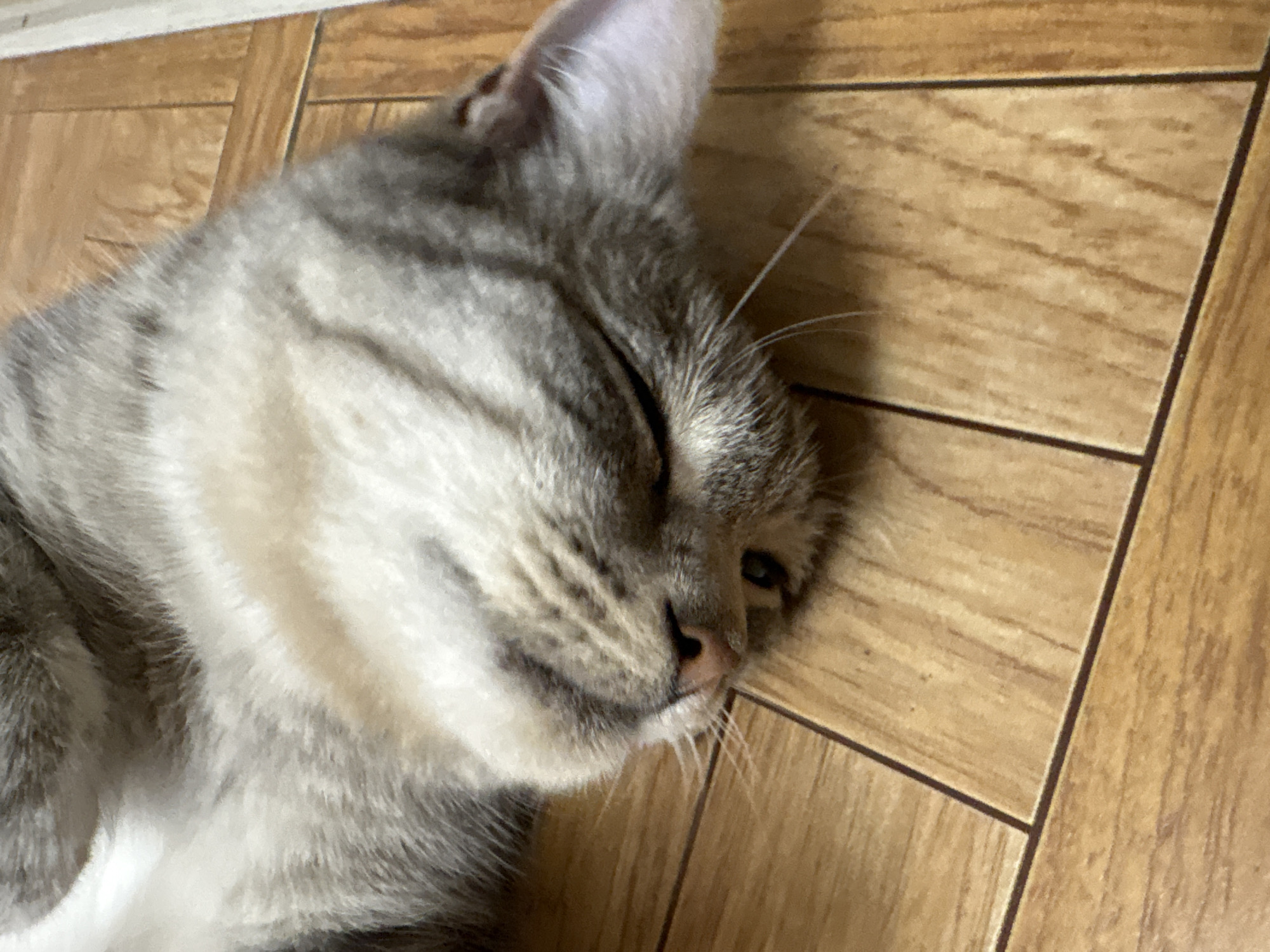 The image is a close-up, horizontal, eye-level shot of a light gray tabby cat sleeping on its back on a wooden floor. The cat's face is in the foreground and it is turned to the right. Its eyes are closed, and its mouth is slightly open, revealing a bit of its tongue. The cat's fur is short and appears soft. The wooden floor is light brown with visible grain patterns and is made up of rectangular planks. The scene does not depict any specific location within the city of Ветлужский, Russia, nor does it show any people or other animals. The focus is entirely on the sleeping cat and the floor.