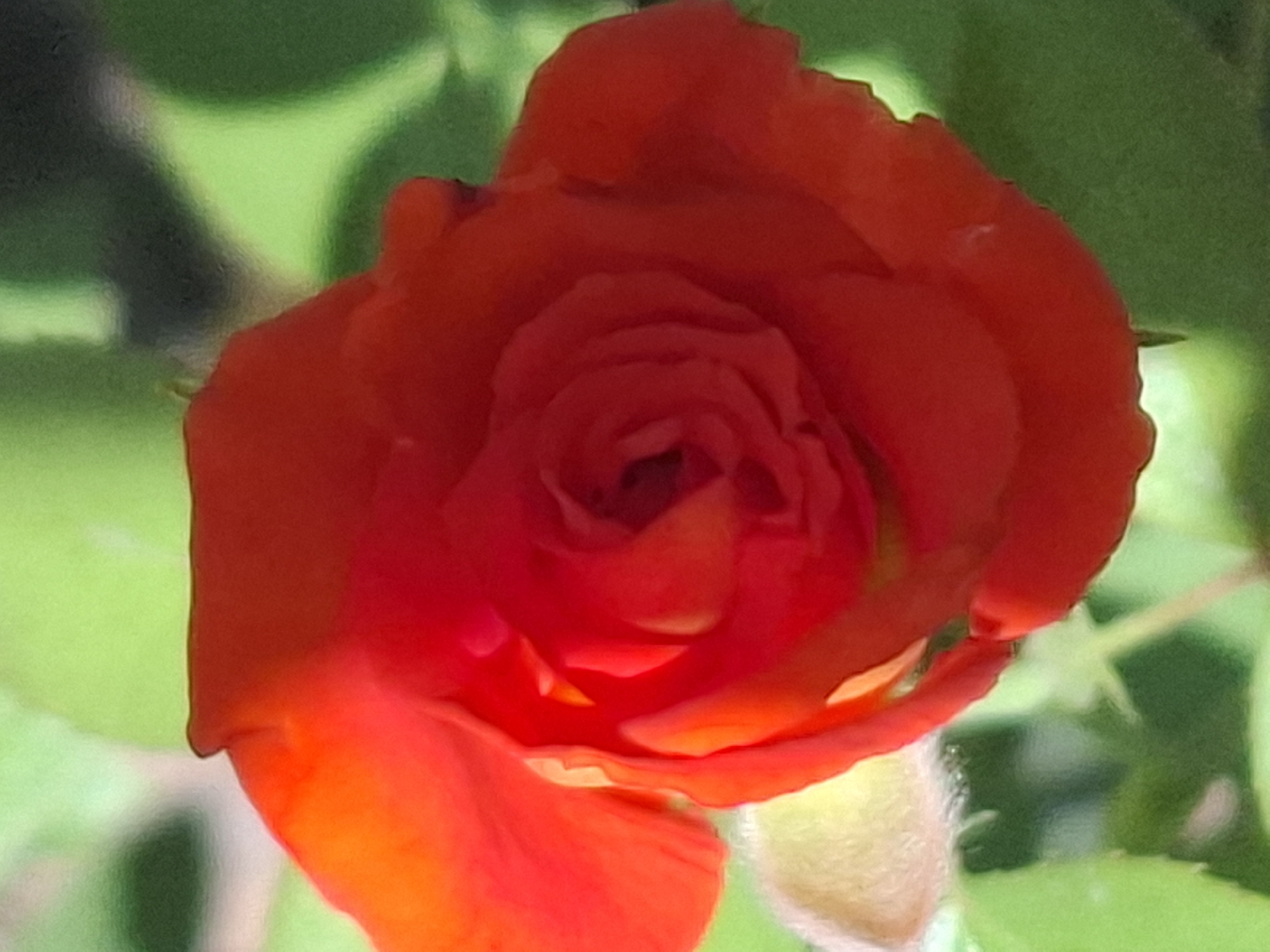 The image is a close-up, slightly out-of-focus photograph of a vibrant red rose. The rose is in full bloom, with its petals unfurling to reveal a tightly packed center. The lighting suggests it is daytime, with sunlight illuminating the petals, creating highlights and shadows. The background is a soft, blurred green, indicating foliage. The image does not contain any people, objects, or actions that would be indicative of a specific city or location like Almaty, Kazakhstan. It is a nature photograph focused solely on the flower.