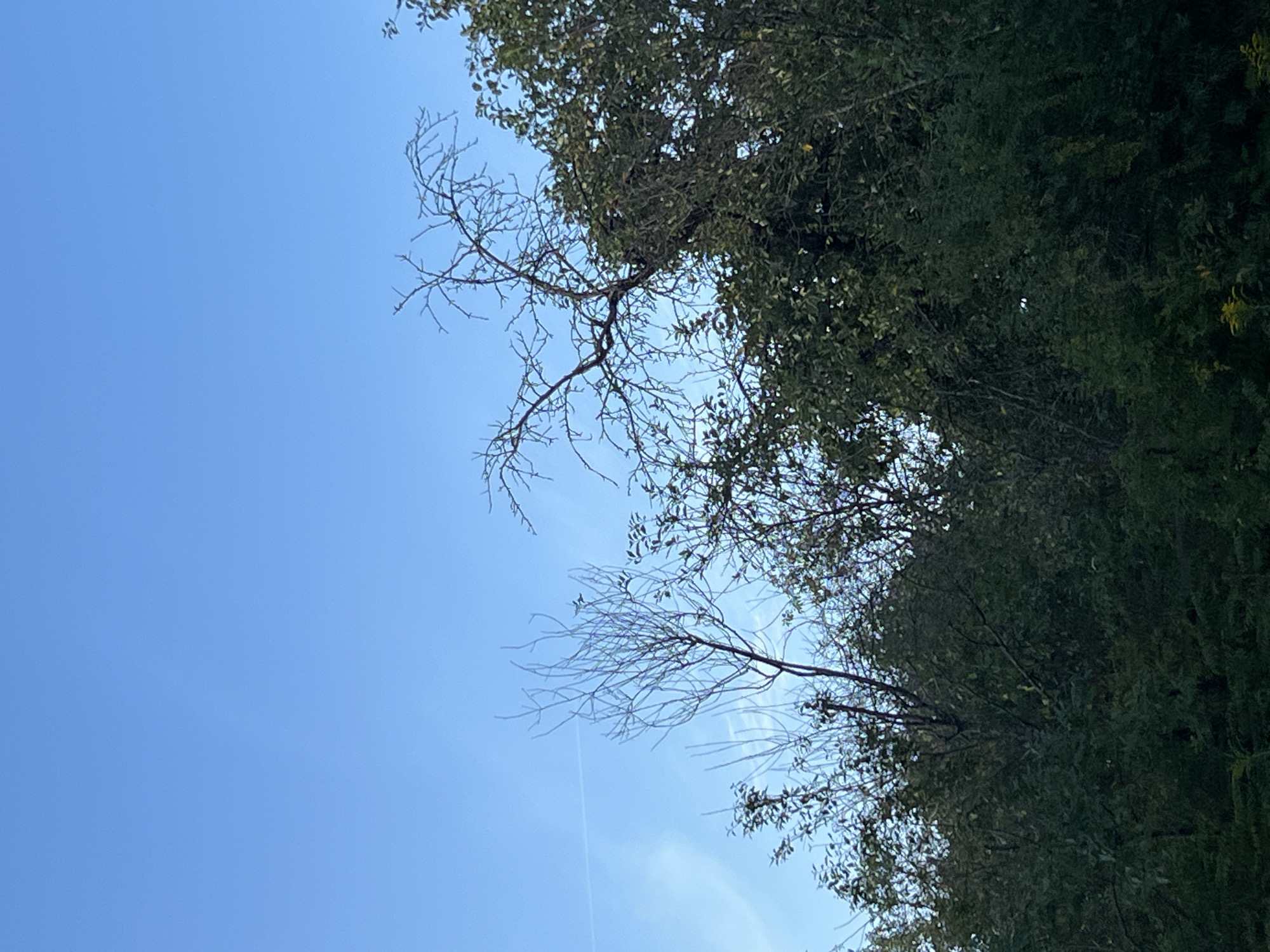 The image depicts a clear blue sky with some wispy white clouds and a contrail from an aircraft. In the foreground, there is a dense cluster of trees, mostly leafy and green, with some bare, spindly branches visible. The trees occupy the lower portion of the frame, with their canopies reaching towards the sky. One prominent bare tree, with a delicate network of branches, stands out against the sky in the mid-left. To the right, a larger tree with darker, more substantial branches is visible, partially obscured by the greenery. The scene appears to be an outdoor natural setting, possibly a park or a wooded area, in or near Strakhovo (Sitnikovskii S/S), Russia. No people or specific actions are depicted.