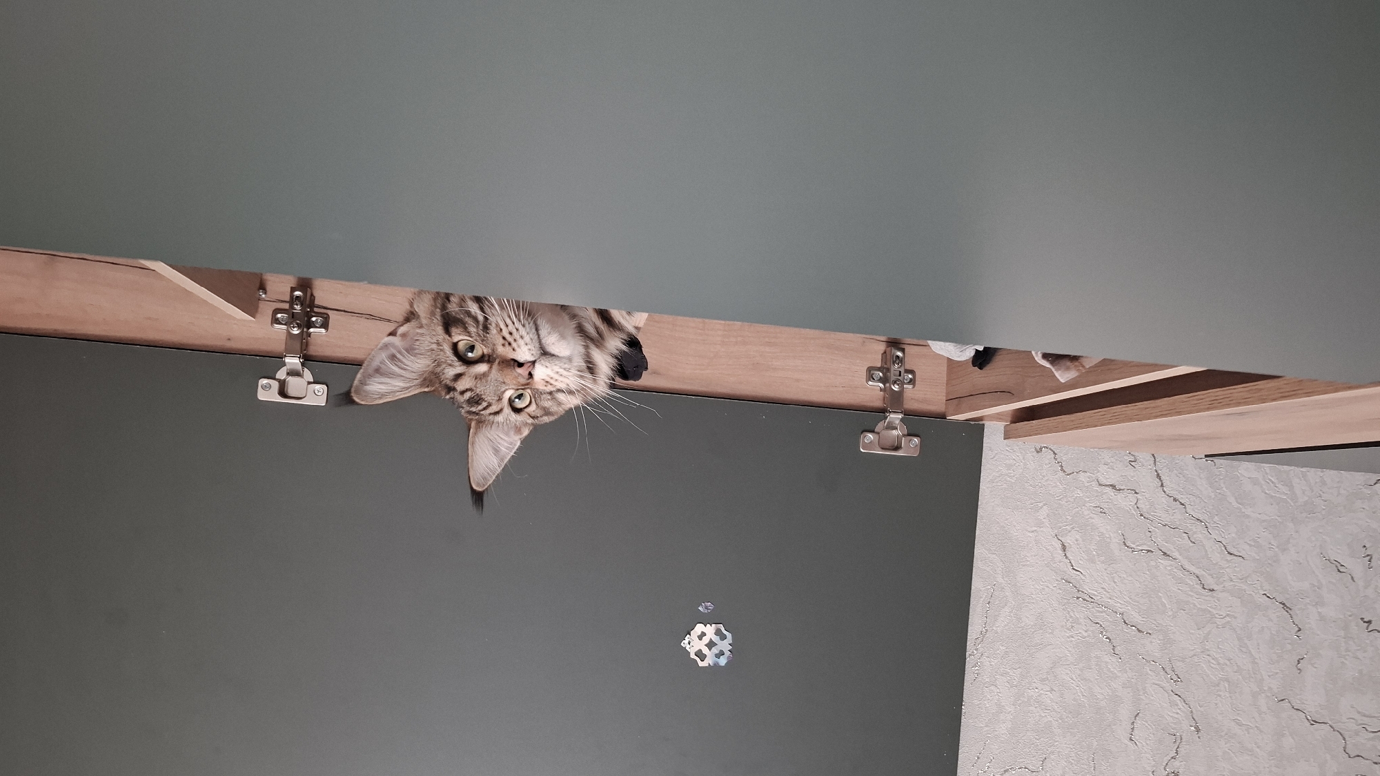 The image shows a tabby cat peeking over the edge of a dark green cabinet or shelf. The cat's face is the primary subject, with its eyes wide open and looking directly at the camera. Its head is tilted slightly to the side. The cabinet appears to be made of wood and has metal hinges visible on the side. The background consists of a textured, light-colored wall with a marbled pattern. The scene is indoors, and no specific time of day or weather conditions are indicated. The overall emotion conveyed by the cat is curiosity or playfulness. There is no visible text in the image.