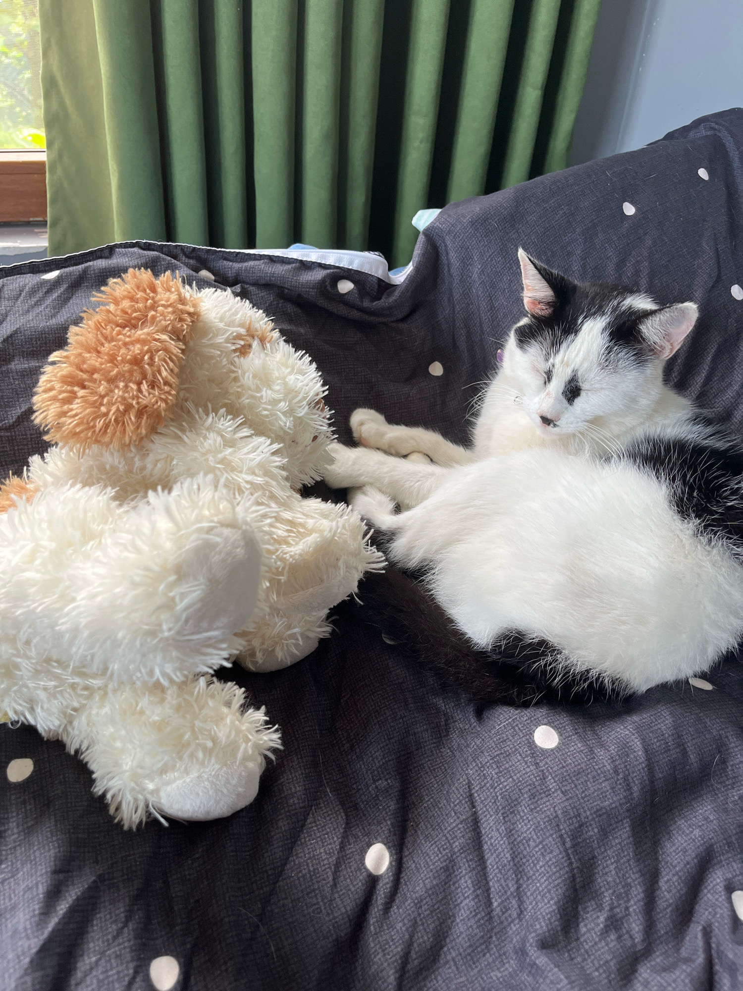 A black and white cat is lying on a dark gray blanket with white polka dots. The cat is curled up on its side, with its eyes closed. A fluffy white stuffed dog with brown ears is lying next to the cat. The background consists of a green curtain and a wooden window frame. The scene appears to be indoors, possibly in a bedroom or living room. There is no indication that this image is located in the city of Ureki, Georgia.