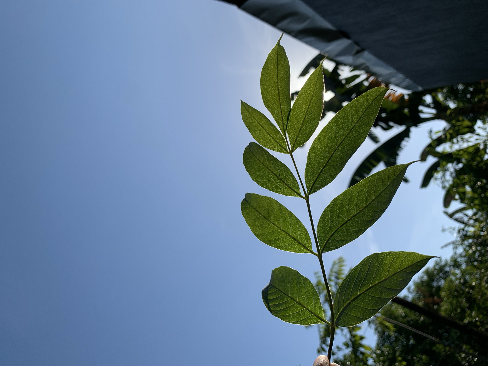 A close-up, low-angle shot captures a branch with multiple green leaves held against a clear blue sky. The sunlight shines through the leaves, highlighting their intricate vein patterns. In the background, out-of-focus foliage and a dark, angled structure, possibly part of a building or tarp, are visible. The scene is likely set outdoors, given the natural light and vegetation. The image was taken in Makassar, Indonesia, during daylight hours, suggesting a tropical or subtropical climate. No people are present in the frame.