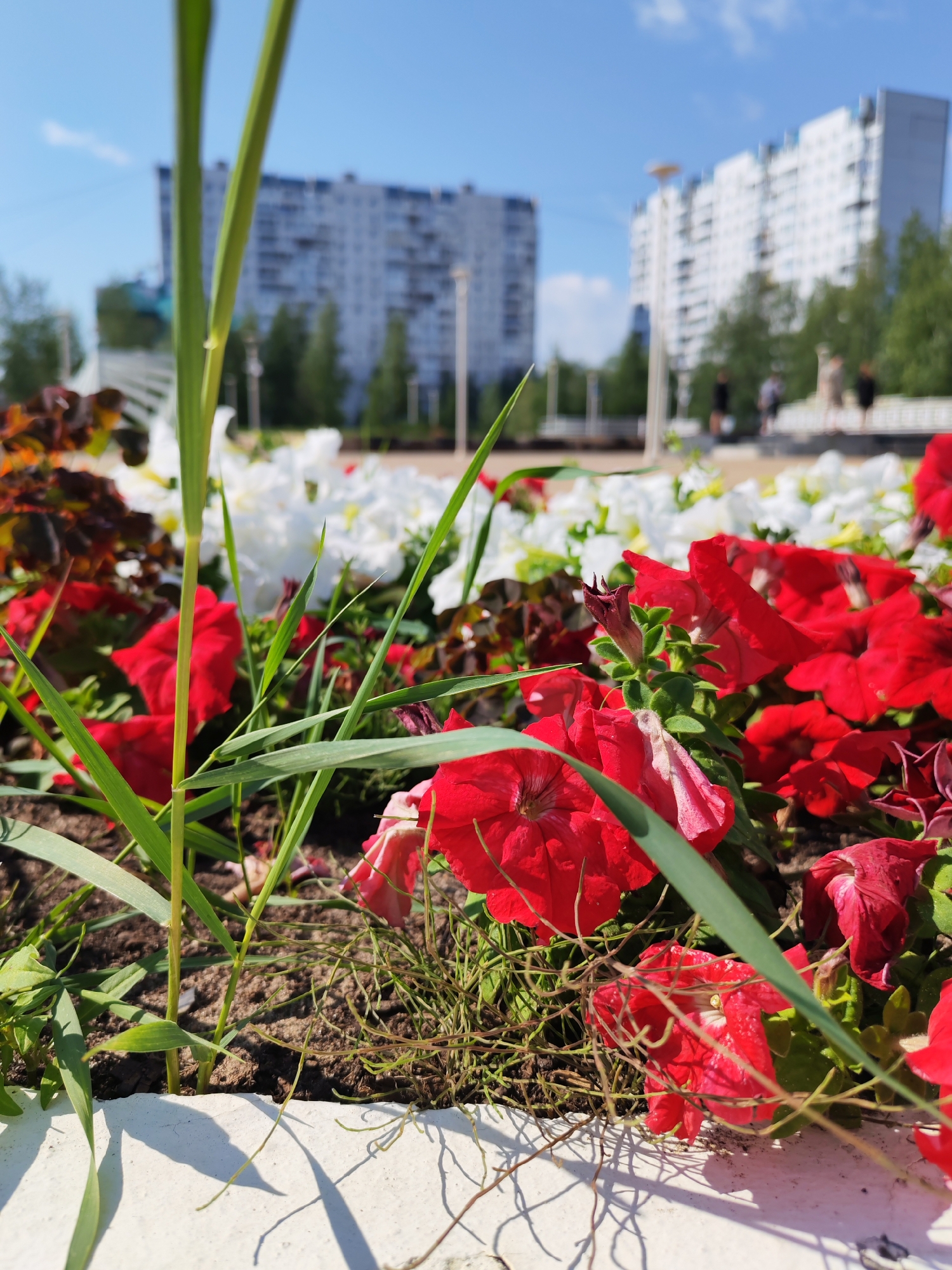 The image captures a close-up view of a flowerbed in Nizhnevartovsk, Russia, on a sunny day. The foreground is dominated by bright red petunias, with some white petunias visible in the middle ground. Tall, green grass blades are interspersed throughout the flowerbed, with some casting shadows on a white concrete border. In the background, out of focus, are multi-story residential buildings and trees, suggesting an urban park or public space setting. The sky is blue with a few scattered clouds. No specific individuals or actions are discernible.