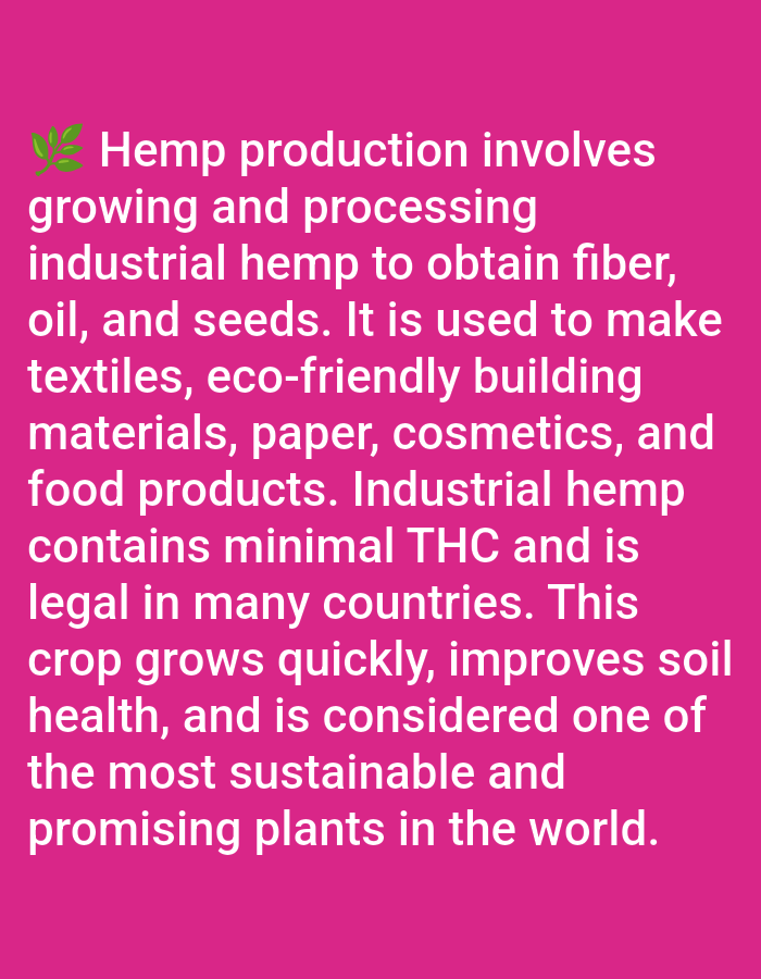 A digital graphic, located in Yarun, Ukraine, displays white text on a solid magenta background. The text begins with a small green, stylized leaf emoji. The content describes "Hemp production," detailing its involvement in growing and processing industrial hemp for fiber, oil, and seeds. It lists uses such as textiles, eco-friendly building materials, paper, cosmetics, and food products. The text further states industrial hemp contains minimal THC, is legal in many countries, grows quickly, improves soil health, and is considered a sustainable and promising plant worldwide. No people, specific actions, or interactive elements are depicted; the scene consists solely of textual information presented on a colored digital canvas.