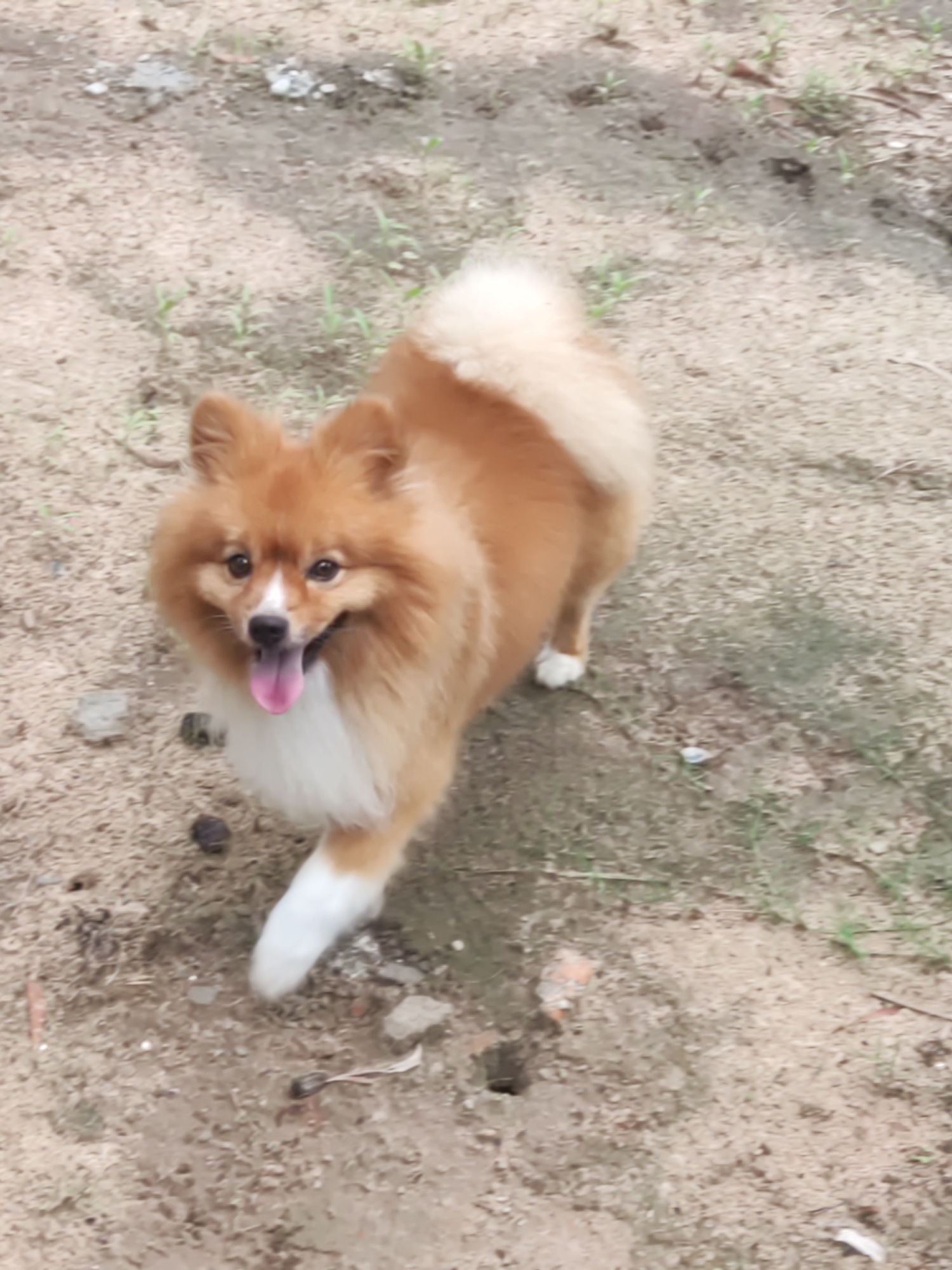 The image features a small, fluffy dog, likely a Pomeranian, walking on sandy or earthy ground in an outdoor setting. The dog is predominantly reddish-brown or orange, with distinct white markings on its chest, snout, and paws. Its fur appears thick and well-groomed, with a notably fluffy tail curled over its back.
The dog is captured mid-stride, facing towards the viewer with its head slightly tilted. Its mouth is open, revealing a pink tongue, and its eyes are bright and alert, conveying an expression of happiness or playfulness.
The ground beneath the dog is uneven and light brown, consistent with dirt or sand. Sparse green vegetation, resembling small sprouts or weeds, can be seen scattered across the ground. There are also small pieces of debris, including what looks like tiny stones or organic matter, on the ground. A small, dark hole or depression is visible in the lower right portion of the frame.
The lighting suggests it is daytime, with natural light illuminating the scene. No people, other animals, or man-made structures are visible in the background, reinforcing a natural, open environment. There is no visible text in the image.