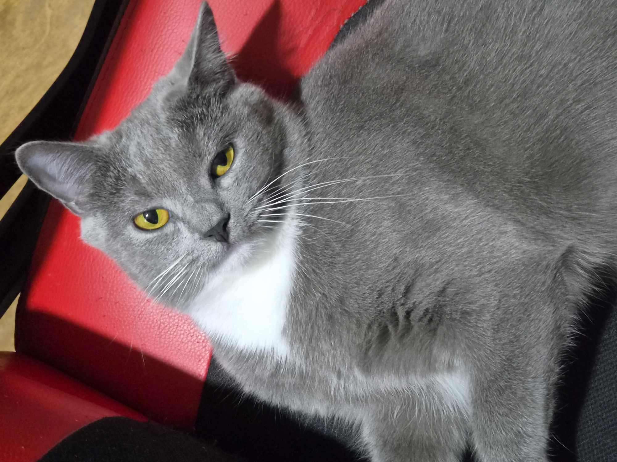 The image is a close-up, eye-level shot of a short-haired, adult grey cat with white markings on its chest and chin. The cat has bright yellow eyes and is lying on a dark surface, possibly a chair or sofa, with a textured red surface visible in the background to the left and top of the frame. The lighting creates a shadow on the red surface. The cat's head is tilted slightly to its left, and its gaze is directed towards the camera with a curious or slightly questioning expression. The background appears to be indoors, and no specific landmarks related to the city of Zhodzina, Belarus are visible in the image.