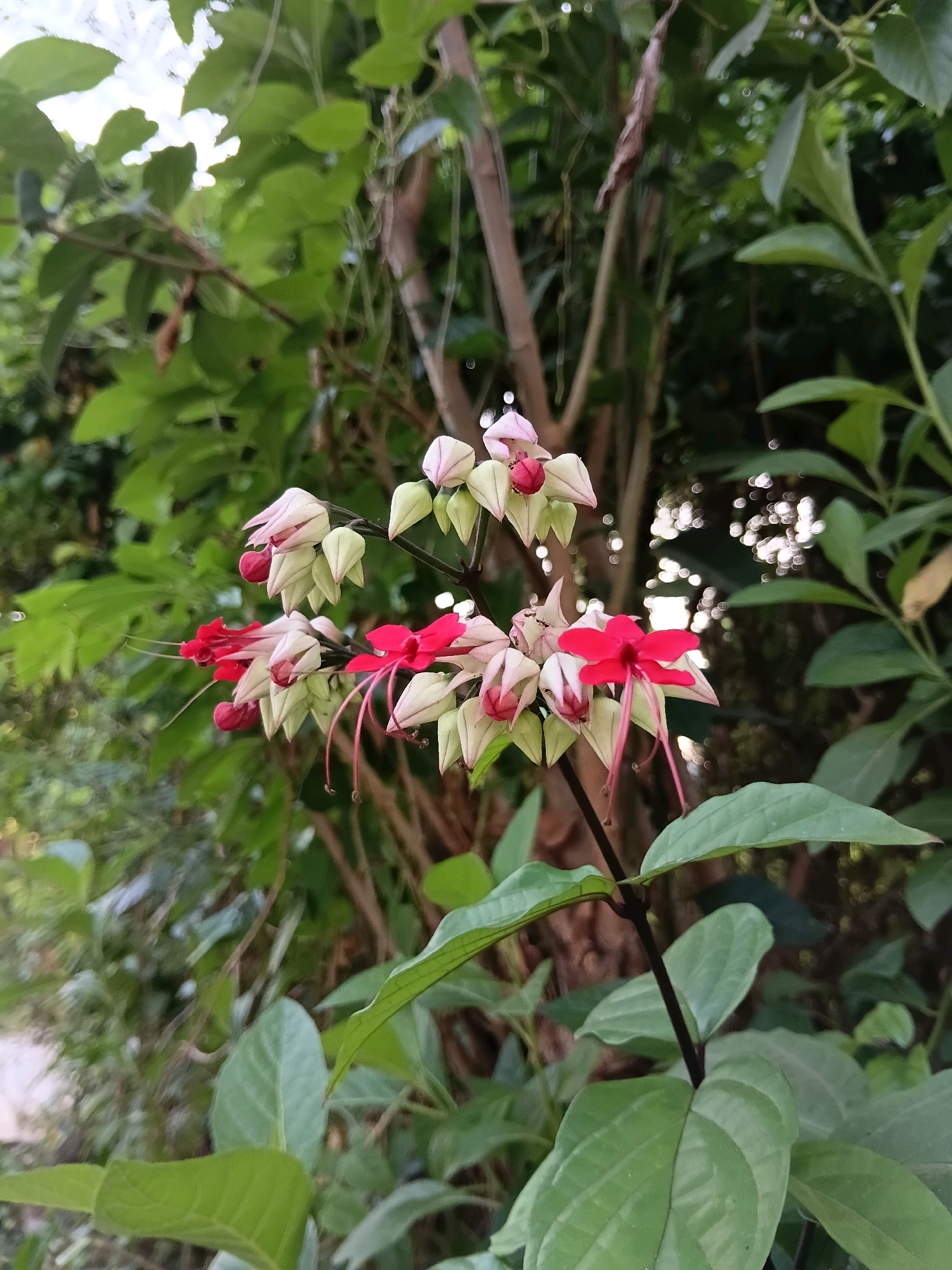 The image displays a cluster of bleeding-heart vine flowers, characterized by their distinctive heart-shaped white and pink calyces with vibrant red petals and delicate red stamens. These flowers are set against a backdrop of lush green foliage and tree trunks, suggesting a natural outdoor setting. The lighting indicates it is daytime, with some dappled sunlight filtering through the leaves, creating soft bokeh effects in the background. There are no people or visible human activity depicted. The scene appears to be an uncultivated natural space, possibly a garden or a more wild area. The general impression is one of natural beauty and tranquility. The specific location within Cikal, Indonesia, cannot be determined from the visual information provided.