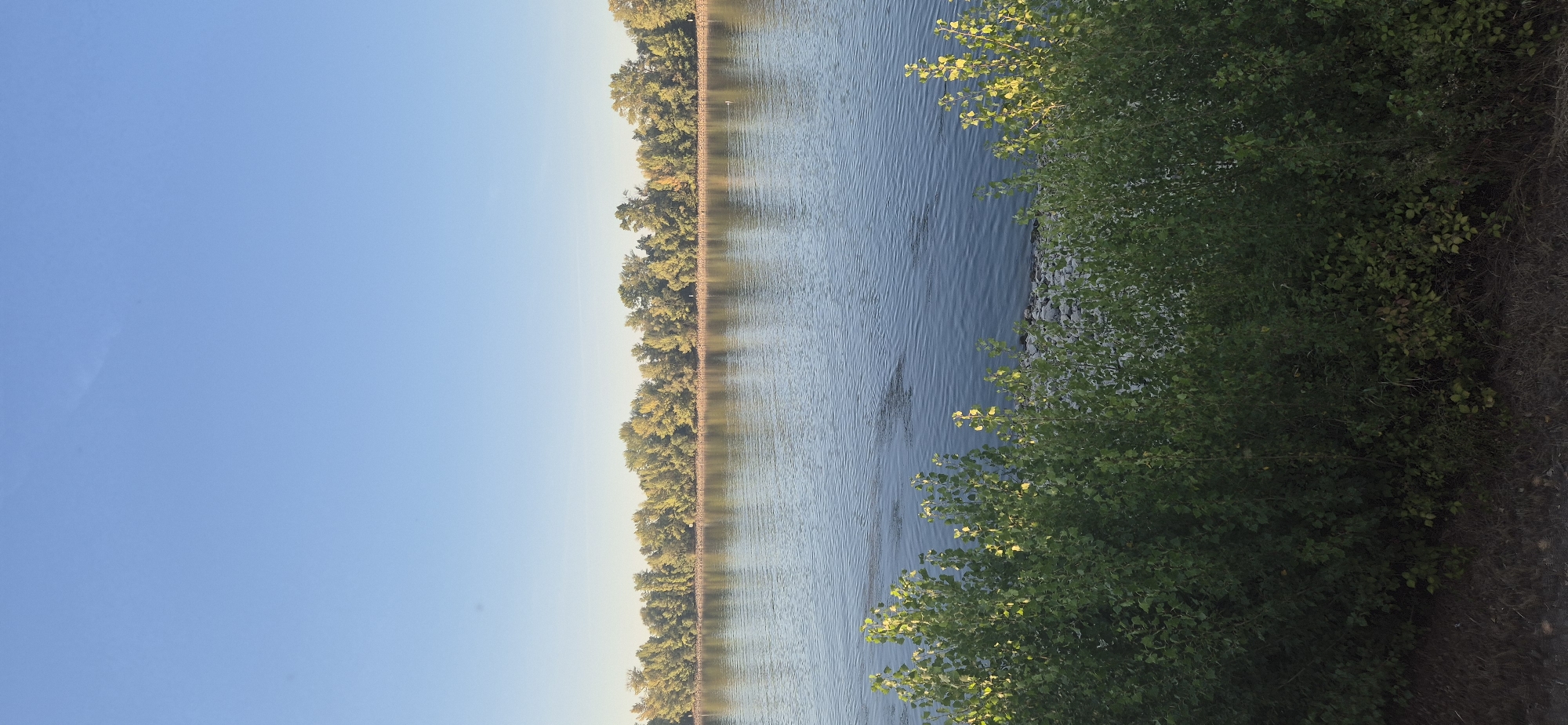 The image shows a serene body of water, likely a river, with a lush green tree line on the opposite bank. The water is calm, with gentle ripples reflecting the clear blue sky above. In the foreground, dense green bushes line the edge of the water, with some rocks visible near the waterline. The trees on the far bank are a mix of green and yellow hues, suggesting it might be late summer or early autumn. The overall impression is one of natural beauty and tranquility. This scene could be located along the Rhine river in Mainz, Germany, known for its scenic riverbanks and abundant greenery.