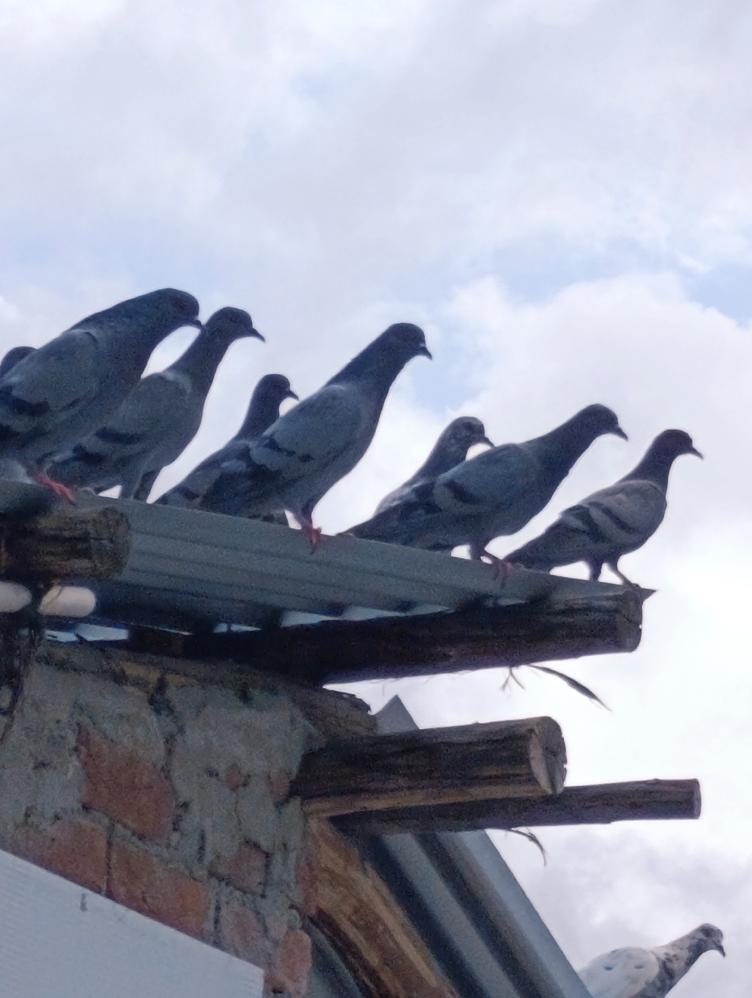 In Vashisht, India, a flock of pigeons perches on a corrugated metal roof, their silhouettes stark against a cloudy sky. The pigeons are positioned in a line, facing towards the right side of the frame. Their bodies are a dark grey, with some exhibiting lighter grey markings on their wings. Their legs are visible, gripping the edge of the roof. The roof itself is weathered and appears to be supported by wooden beams and partially constructed brickwork. The lighting suggests an overcast day, with diffused light illuminating the scene.