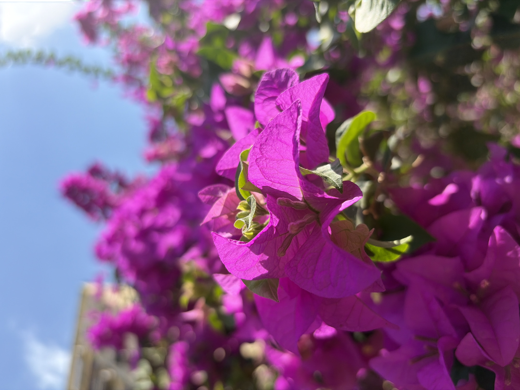 The image displays a close-up, upward-angled shot of vibrant magenta or purple bougainvillea flowers, bathed in bright sunlight. The main subject, a cluster of these flowers, is sharply in focus, highlighting the papery texture of their bracts and the smaller, green true flowers nestled within. Interspersed among the colorful bracts are green leaves, some of which are brightly illuminated by the sun.
The background is heavily blurred, creating a soft bokeh effect with circular light reflections, suggesting intense, direct sunlight. This blurry backdrop consists of more bougainvillea foliage and blossoms, extending the vibrant color throughout the scene. To the upper left, a clear, bright blue sky with a few faint, wispy white clouds is visible. A very subtle, out-of-focus hint of a light-colored building structure can be seen in the lower-left background.
The lighting indicates a clear, sunny day, likely during the morning or afternoon. No people or specific activities are depicted. The scene captures the natural beauty of the flowering plant, which is characteristic of warm, tropical climates like Ciudad Guayana, Venezuela. There is no visible text in the image.