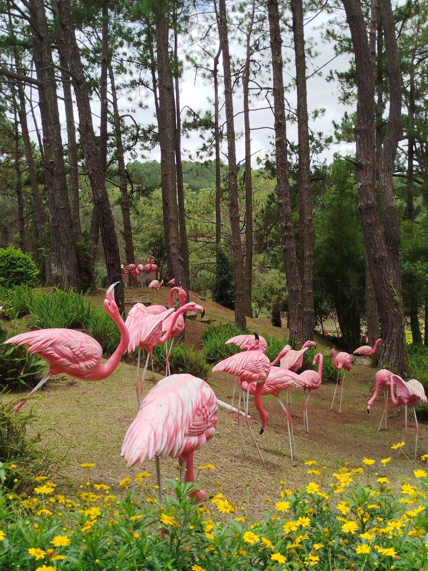 A group of pink flamingo statues are scattered across a grassy slope dotted with yellow flowers in a pine forest. The statues vary in size and pose, some with necks curved and others with legs extended as if walking. In the background, more flamingo statues can be seen among the trees, some appearing to be closer together in a flock. The environment suggests a park or garden setting, likely in a cooler climate given the pine trees. The presence of the flamingo statues indicates a man-made attraction, possibly a tourist spot. The image is taken from a slightly low angle, emphasizing the statues and the foreground flowers. The lighting suggests an overcast day, with soft, diffused light. The overall scene is whimsical and artificial, with the bright pink of the flamingos contrasting with the natural green of the forest and the yellow of the flowers.