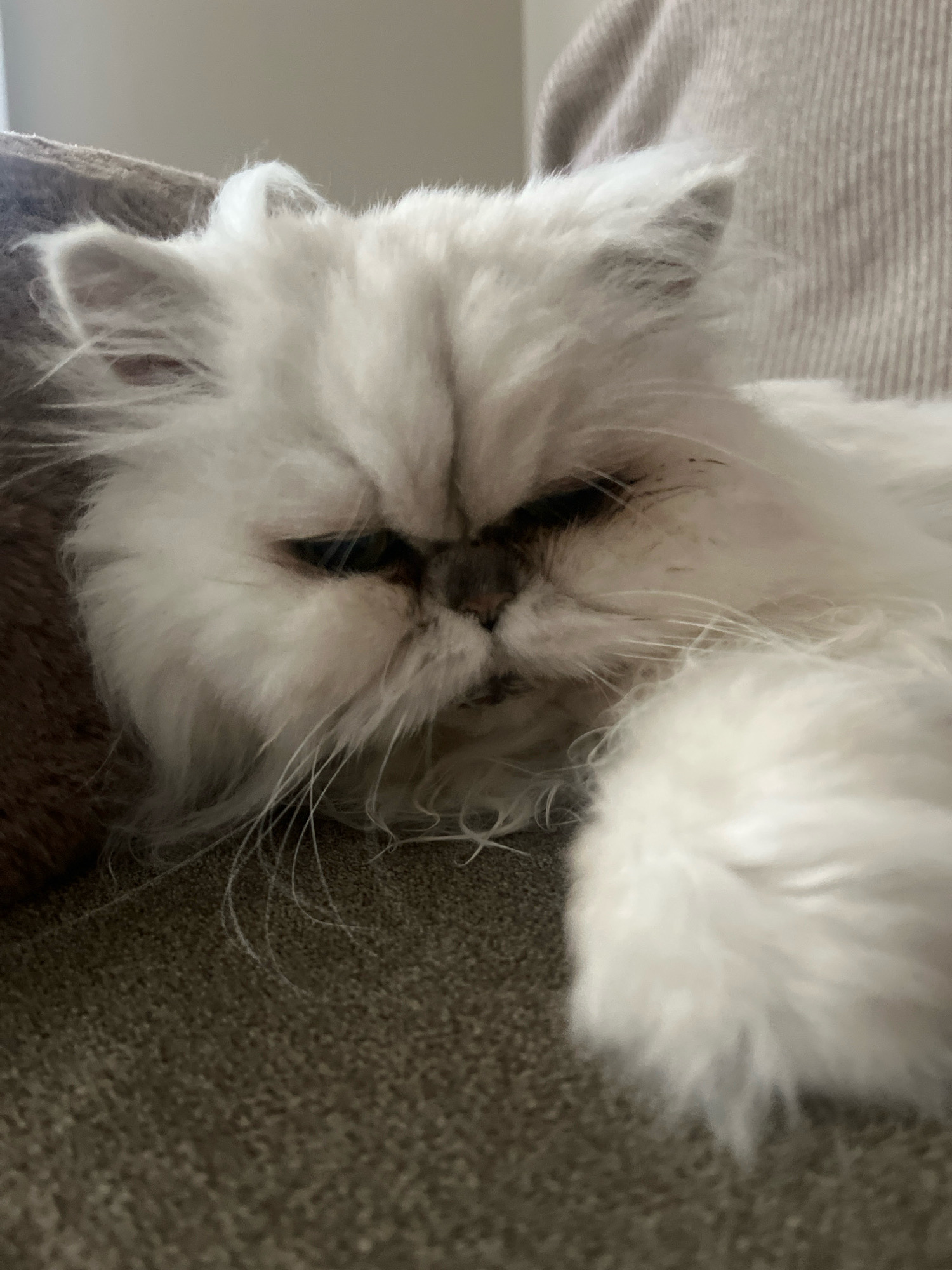 A white, fluffy Persian cat is lying on a textured gray surface, possibly a carpet or couch. The cat's eyes are partially closed, and its face is turned to the side. Its fur is long and appears soft. The background is out of focus, showing hints of a textured, light-colored surface. There is no discernible location in Kristianstad, Sweden, or any people present in the image.