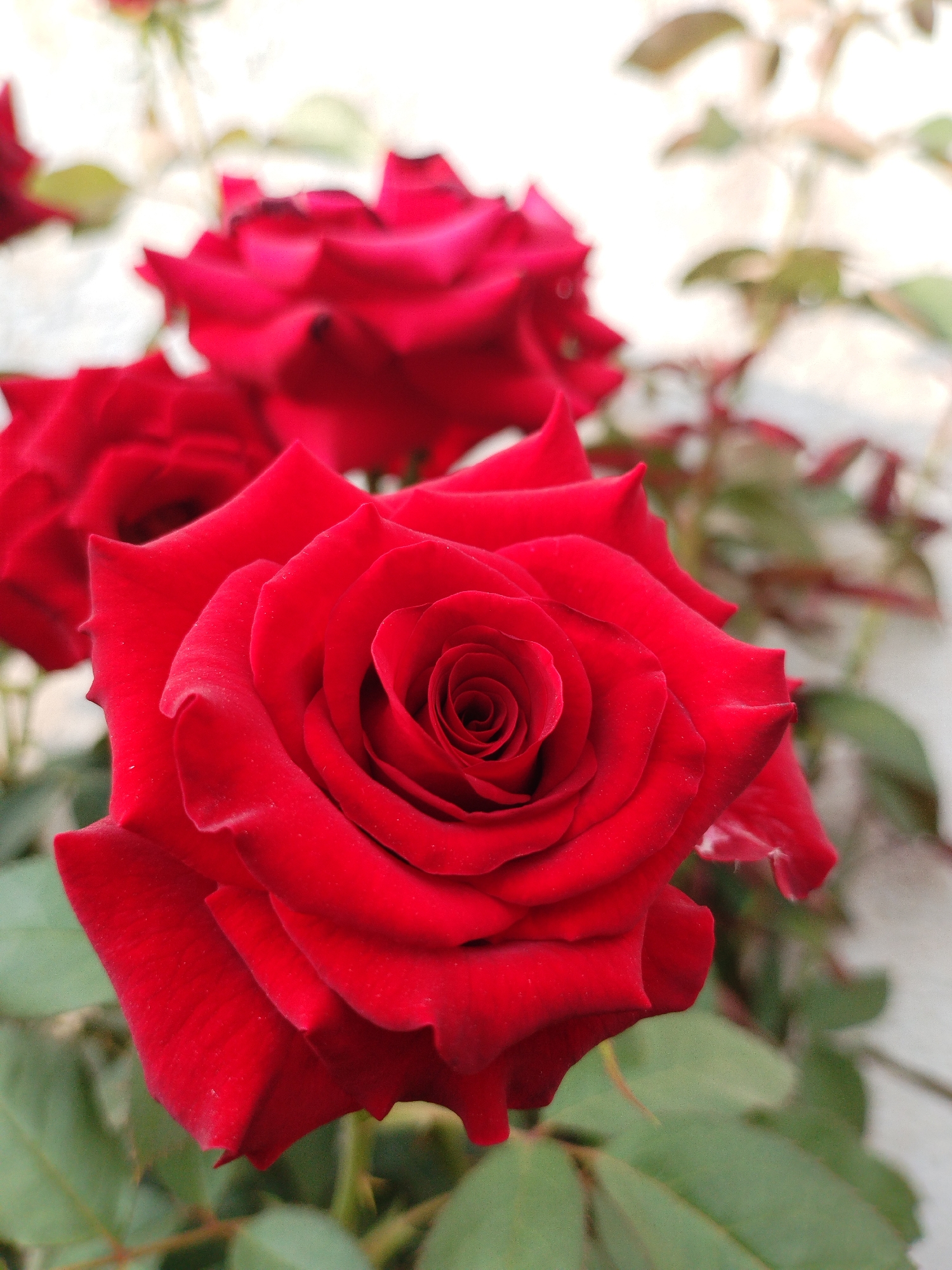 In the city of Kyzyl-Kyya, Kyrgyzstan, a close-up, eye-level shot showcases three vibrant red roses in various stages of bloom against a soft, blurred background. The rose in the foreground is in sharp focus, its velvety petals unfurling in a classic spiral pattern. The petals exhibit a deep, rich red hue with subtle variations in shading and texture, some showing a slight dusting of pollen.
Behind the central rose, two other red roses are visible. The rose to the left is partially obscured and appears slightly less open than the foreground bloom, while the rose in the upper background is more fully bloomed and its petals are spread wider, revealing its intricate structure.
The foliage of the rose bushes, consisting of deep green leaves, is also present in the foreground and mid-ground, providing a natural contrast to the intense red of the flowers. The background is indistinct, featuring a light-colored, possibly white or pale-grey wall or fence, with further blurred greenery and perhaps hints of other plants or flowers. The lighting suggests an outdoor setting, likely during the daytime, with soft, diffused light illuminating the scene and creating gentle shadows on the petals. No people or any other discernible objects or actions are present in the image.