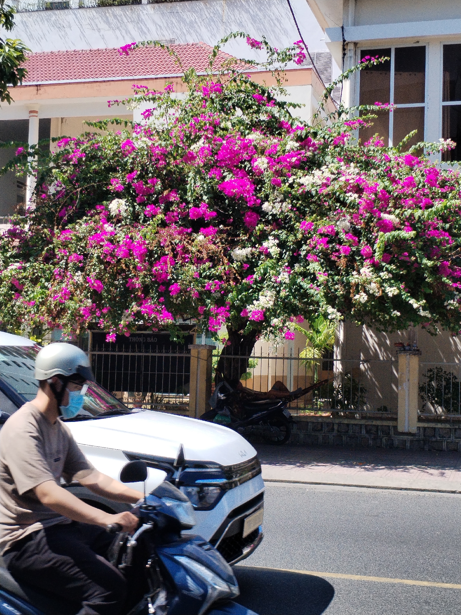 The image depicts a scene in what appears to be Nha Trang Ward, Vietnam. A large bougainvillea tree with vibrant pink and white blossoms dominates the background, obscuring parts of a building with a red tile roof and a white facade. In front of the tree and slightly to the left, a person wearing a helmet and a face mask is riding a blue and black motorcycle. The front of a white car is partially visible behind the motorcycle. A metal fence runs along the base of the tree and building, with a motorcycle parked behind it. The street is paved and marked with a yellow line. The overall lighting suggests a sunny day.