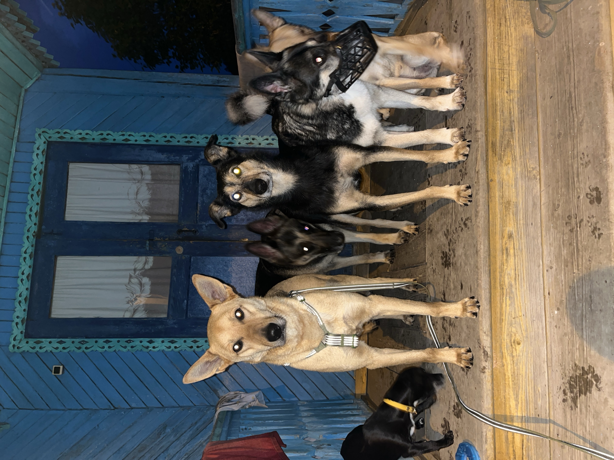 Six dogs are standing on a wooden porch in front of a blue wooden house. The dog on the far left is black with a yellow collar. The next dog to the right is tan and wearing a harness. Next to it is a dark brown and black dog. To its right is a black and gray dog wearing a black muzzle. To the far right is another tan dog. The house has a blue door with a window and decorative trim. The porch has a wooden railing. The ground is also wooden and appears wet with paw prints visible. The sky in the background is dark blue, suggesting it is evening or night. The location of the image is the city of Nizhny Tagil, Russia.