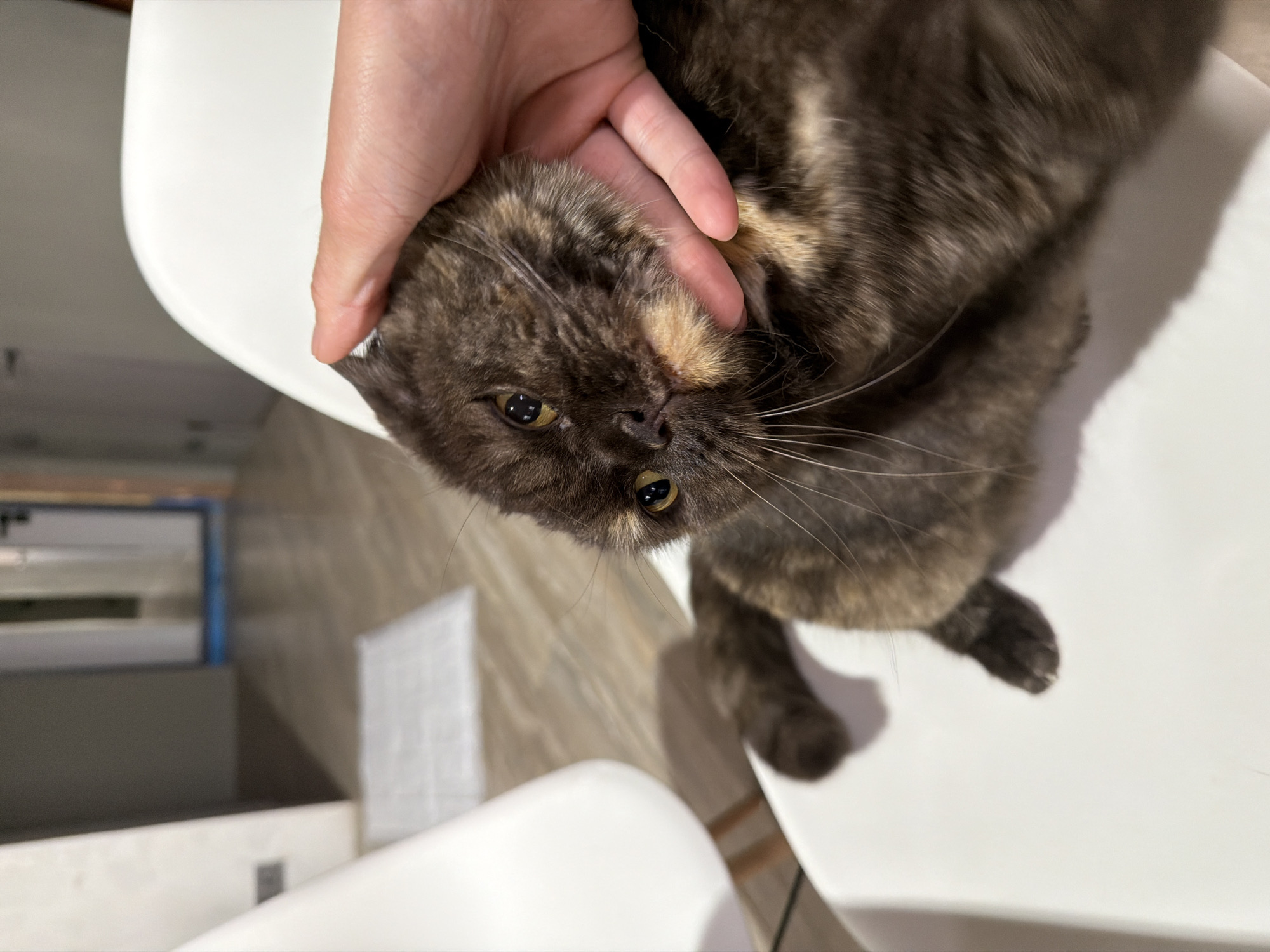 The image shows a close-up, rotated view of a person petting a tortoiseshell cat indoors. The cat, with its mottled fur displaying shades of dark brown, grey, and patches of light brown and orange, looks directly towards the viewer with bright yellow eyes. A light-skinned human hand gently rests on and pets the cat's head and neck area, indicating an affectionate interaction. The cat appears calm and content.
The setting is an indoor space, likely a home, with white furniture, possibly a chair or table, visible in the foreground and beneath the cat. The background is softly blurred, showing indistinct room elements, suggesting a domestic environment. The lighting within the room appears bright and even. There is no visible text in the image.