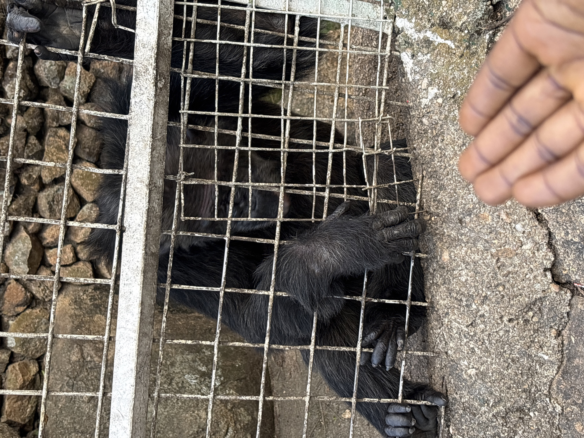 The image depicts a chimpanzee inside a metal cage, with a human hand visible on the right side of the frame, reaching towards the cage. The chimpanzee, with dark fur, is partially obscured by the cage bars. Its hands are visible, one resting on the bars and the other reaching out. The cage is made of thick metal bars, and behind it, rocks and a rough, gray concrete surface are visible. The concrete appears cracked in places, suggesting an outdoor environment. The lighting suggests it is daytime, with no specific indication of the weather. The scene appears to be in an enclosure, possibly a zoo or sanctuary, given the presence of the cage and the interaction with a human. The overall impression is one of confinement for the chimpanzee and proximity to humans. There is no visible text in the image.