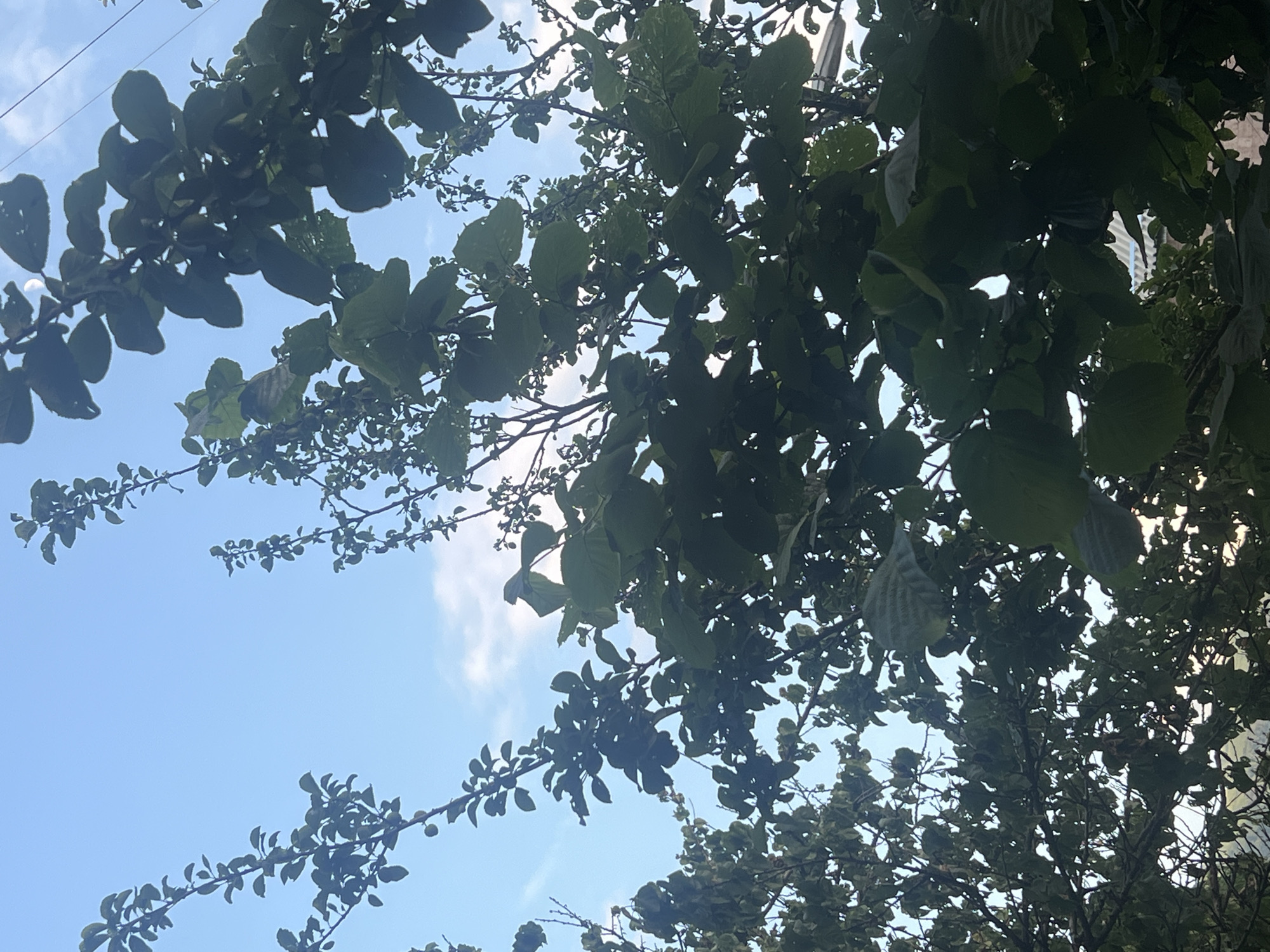 This media file shows a low-angle shot of trees against a bright blue sky with scattered white clouds. The trees are full of green leaves, with branches extending into the frame from various directions. The sunlight suggests it is daytime, likely late morning or afternoon, with good visibility. The image composition focuses on the natural elements of trees and sky, creating a sense of openness and nature. There are no people or objects clearly visible besides the foliage and sky. No text is present in the image. The overall mood is tranquil and serene, characteristic of a clear day outdoors. The location context provided is Vanadzor, Armenia, which is consistent with the type of foliage and the clear sky, suggesting an outdoor natural setting.