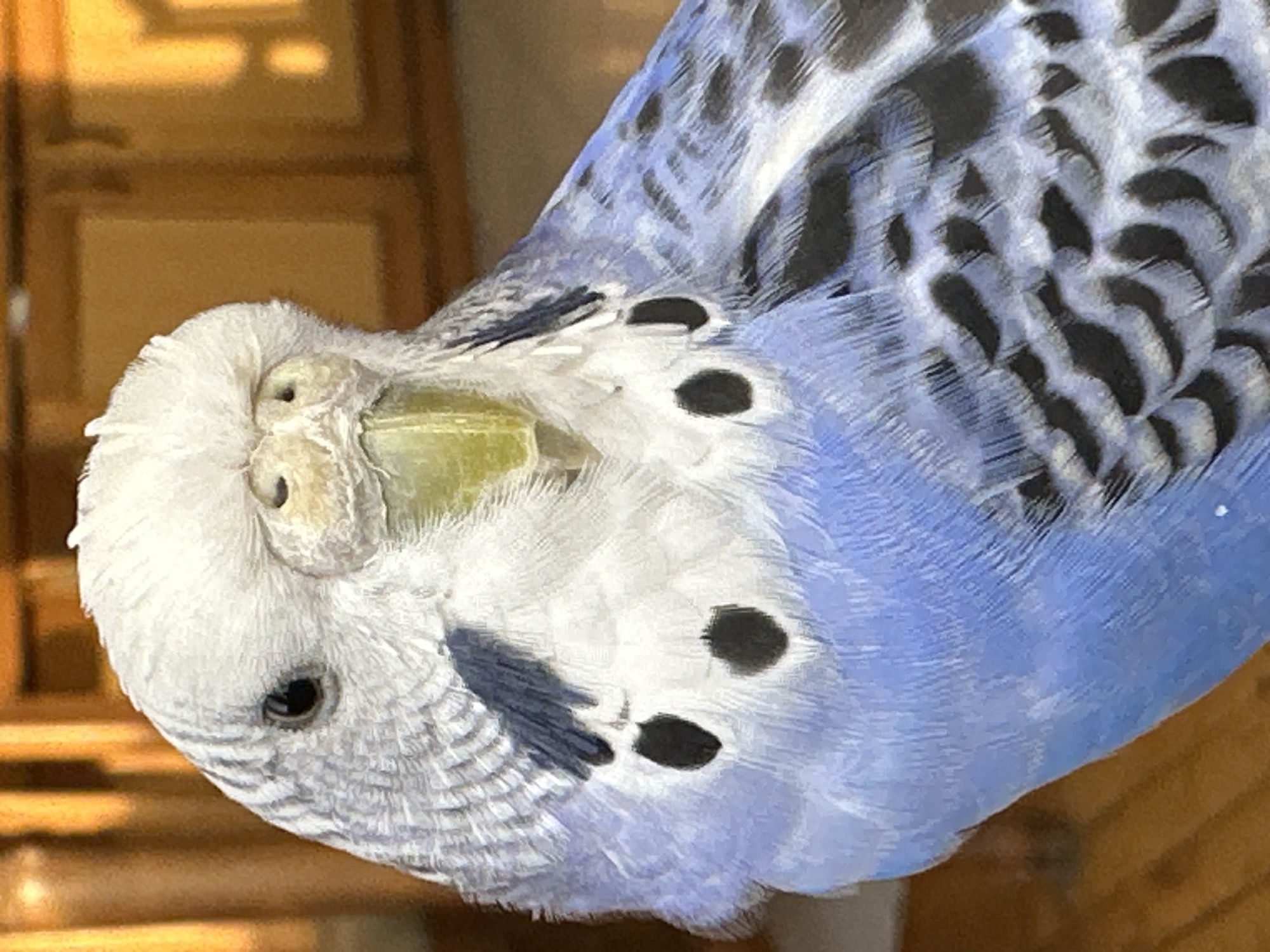 A close-up, eye-level, medium shot captures a budgerigar bird. The bird is predominantly blue and white, with black markings on its wings and face. Its head is tilted slightly to the left, and it appears to be looking directly at the camera. The bird's beak is light green. The background is blurred and consists of warm, brown tones, suggesting an indoor setting, possibly near wooden furniture or a window with diffused light. The overall lighting is soft and natural.