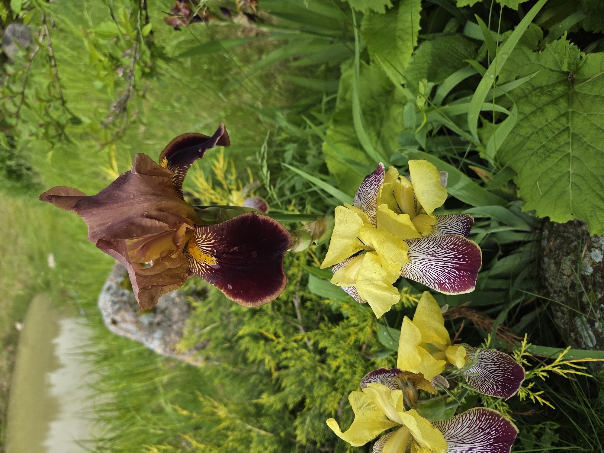 An outdoor close-up shot features a cluster of iris flowers in various stages of bloom. In the foreground, several yellow iris flowers with burgundy and white striped falls are prominently displayed. Behind these, a taller, dark burgundy iris with yellow accents stands out. The flowers are set against a backdrop of lush green foliage, including blades of grass, larger leaves, and feathery greenery. In the mid-ground, a grey, textured rock is visible, partially obscured by the plants. A body of calm, greenish water, likely a pond or small lake, is in the background, bordered by the green grass. The scene is overcast, with soft, diffused lighting.