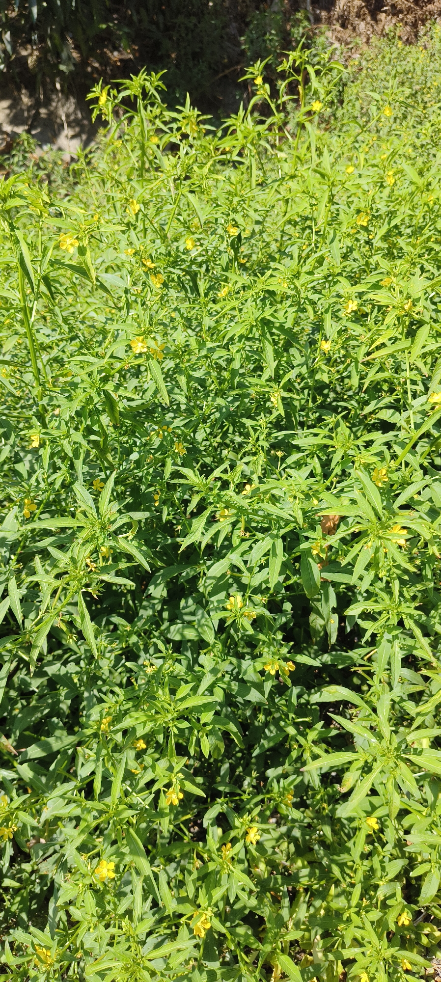 The image displays a dense patch of vibrant green vegetation with numerous small, bright yellow flowers. The plants are characterized by long, slender leaves arranged alternately along upright stems. Sunlight filters through the foliage, creating patterns of light and shadow. The background consists of out-of-focus greenery and a darker, possibly stony or muddy, embankment. The scene is devoid of any human presence or man-made objects. This image was captured in the vicinity of Waisai, Indonesia, likely in a natural or semi-natural outdoor environment such as a roadside verge or a wild garden area.