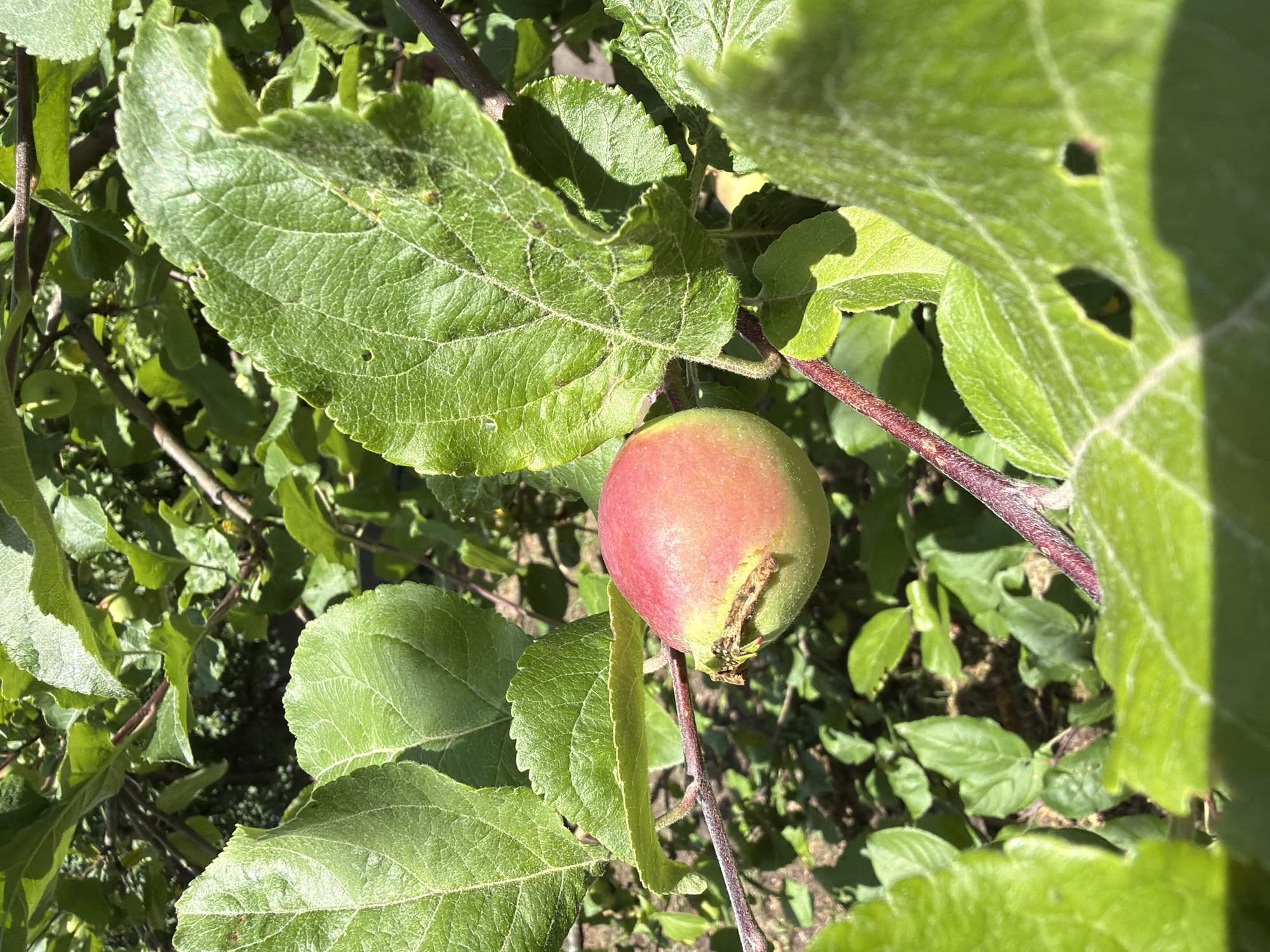 A close-up shot captures a single, small, unripe apple growing on a tree branch. The apple is predominantly green with a blush of red on its upper portion. It is surrounded by lush, green leaves, some of which are in sharp focus while others are blurred, indicating a shallow depth of field. The leaves exhibit intricate vein patterns and a slightly textured surface. The branch itself is reddish-brown and has a slightly fuzzy appearance. The background is a mix of more foliage and dappled sunlight, suggesting an outdoor setting. The scene appears to be in a natural environment with no visible human presence or man-made structures.