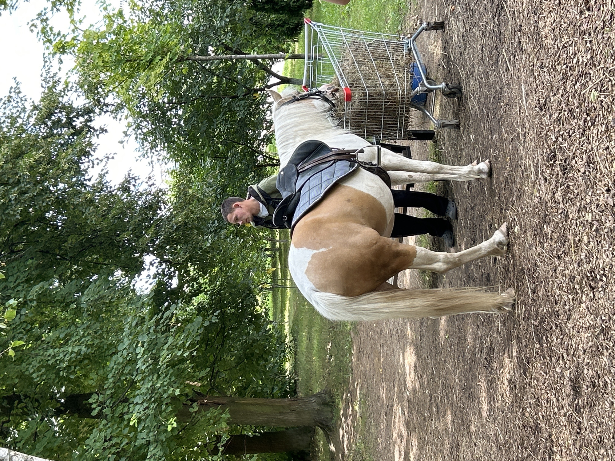 A light brown and white horse with a saddle is standing in a wooded area. A man wearing a green jacket and black pants is standing next to the horse. A shopping cart filled with hay is positioned next to the horse. The ground is covered with wood chips and fallen leaves. The scene appears to be in Vnukovo, Russia.