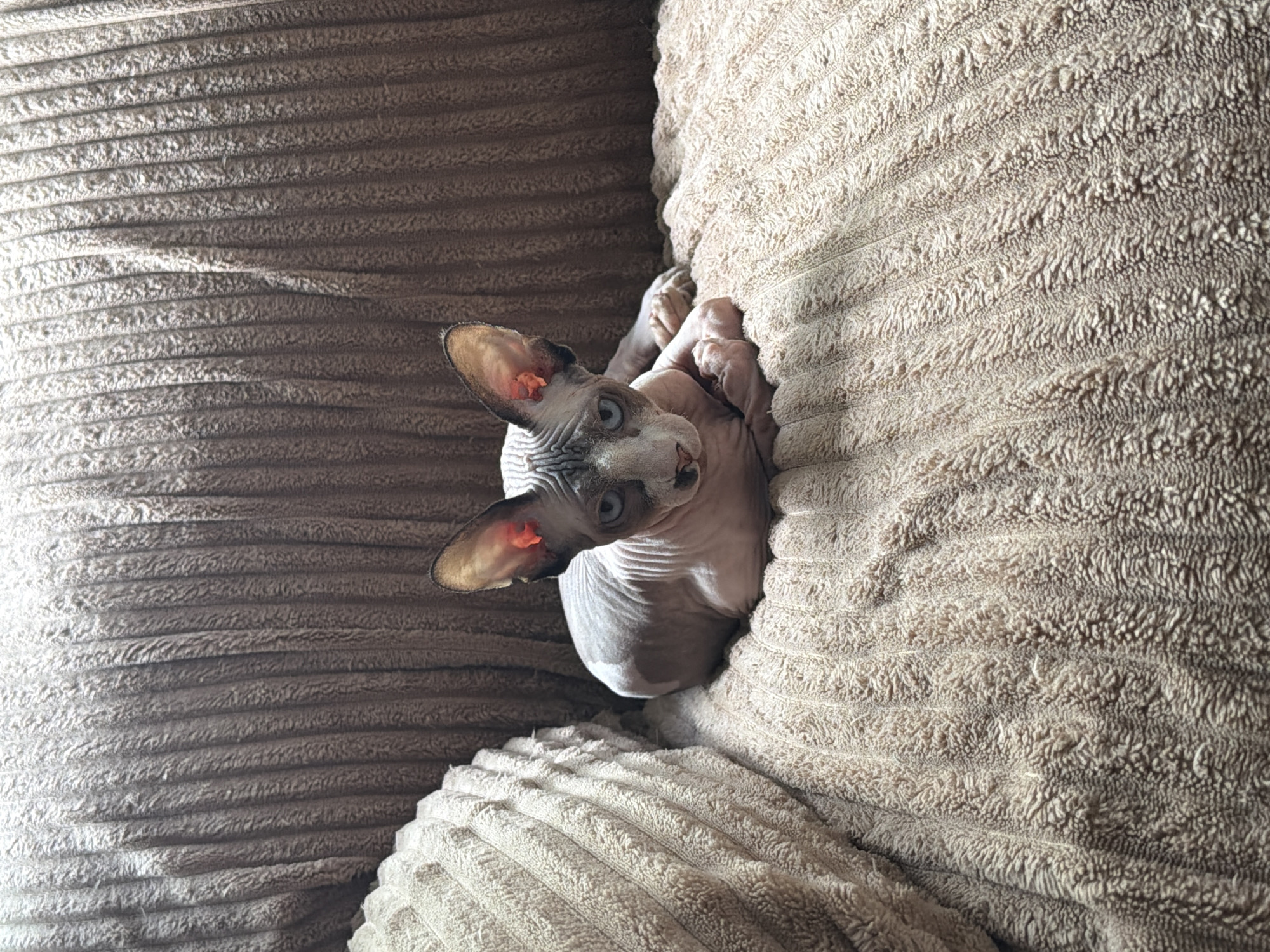 A Sphynx cat is nestled on a corduroy couch. The cat is looking up at the camera. The couch has two different colors, grey and tan. The location is unknown.