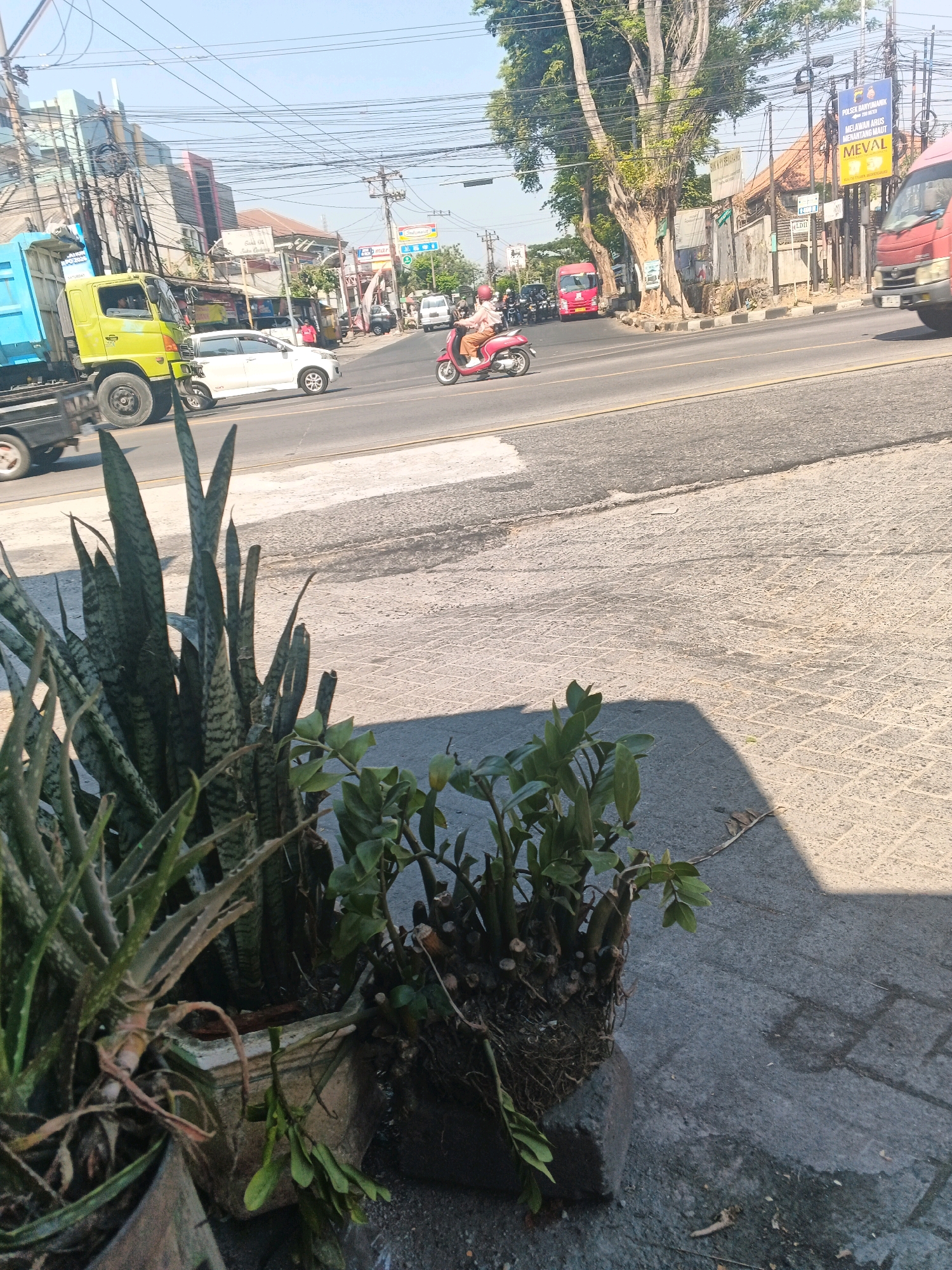 A daytime, outdoor, medium shot captures a street scene in Semarang, Indonesia, focusing on a sidewalk with potted plants in the foreground. On the street, a light blue truck, a yellow truck, a white car, and a red scooter are visible. A person is riding the red scooter. In the background, several buildings, including a pink-colored structure, line the street. Overhead, a network of power lines stretches across the frame. The sky is clear and blue.