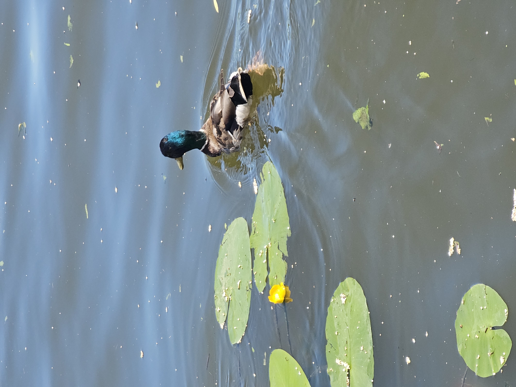 A mallard duck swims in a pond with lily pads. The duck is facing away from the camera, with its head turned to the left. It has green iridescent feathers on its head and neck, and brown and white feathers on its body. The lily pads are large and green, and some of them have small white growths on them. There is a single yellow flower on one of the lily pads. The water is murky and reflects the blue sky. The scene appears to be from a park in Krasnogorsk, Russia, possibly at a pond in one of the city's green spaces.