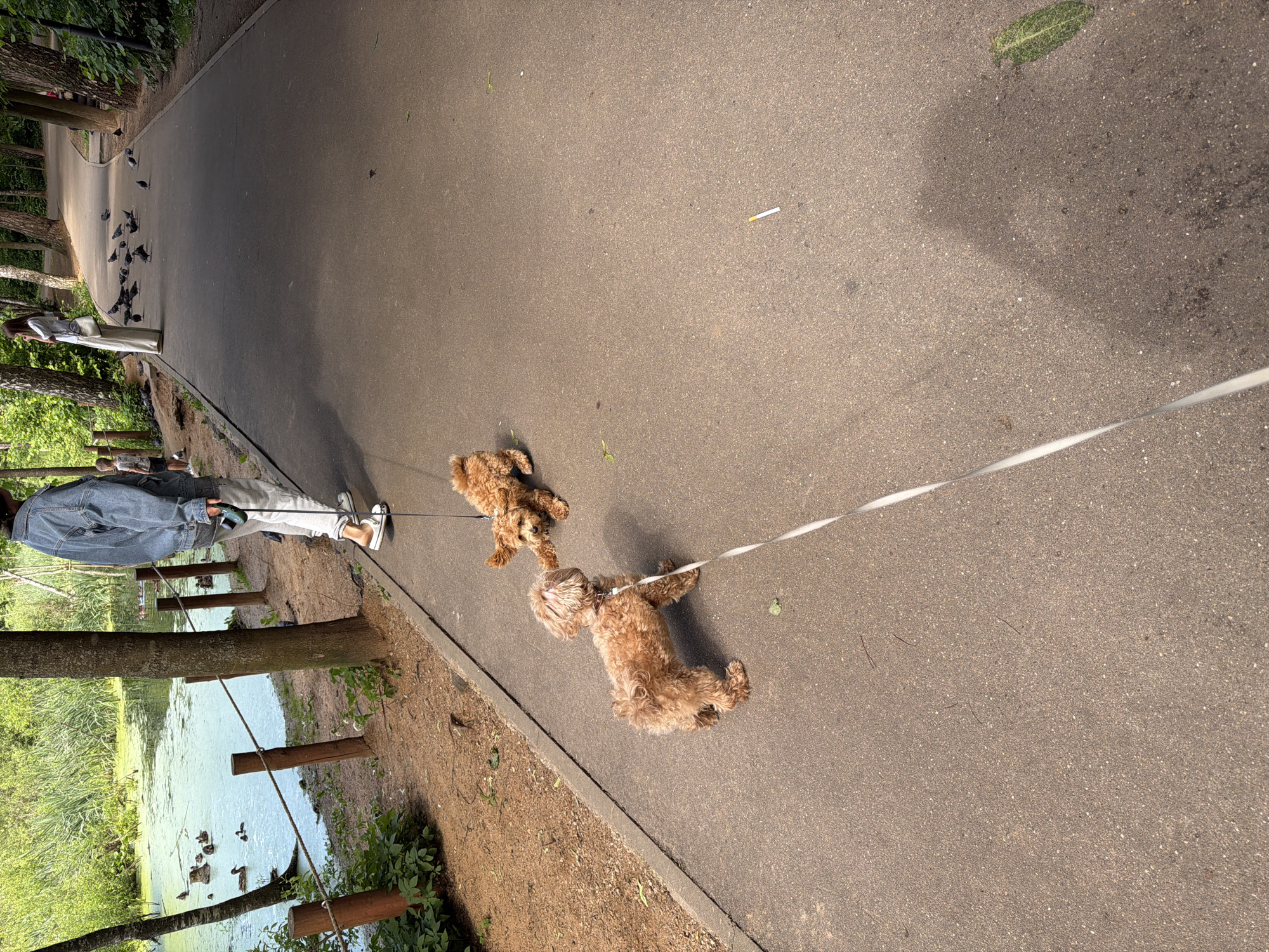 The image shows a woman walking two small, fluffy dogs on leashes along a paved path in a park. The path curves to the left, bordered by trees and a body of water on the right. The woman is wearing a denim jacket and light-colored pants. One dog is ahead of the other, both are light brown and appear to be a breed like a poodle or poodle mix. Ducks can be seen in the water, and several pigeons are gathered on the path further ahead of the woman and dogs. The scene suggests a sunny day, likely late morning or afternoon, given the shadows. The location is identified as Khimki, Russia. There is a discarded cigarette butt visible on the path in the middle distance. The overall mood seems peaceful and leisurely.