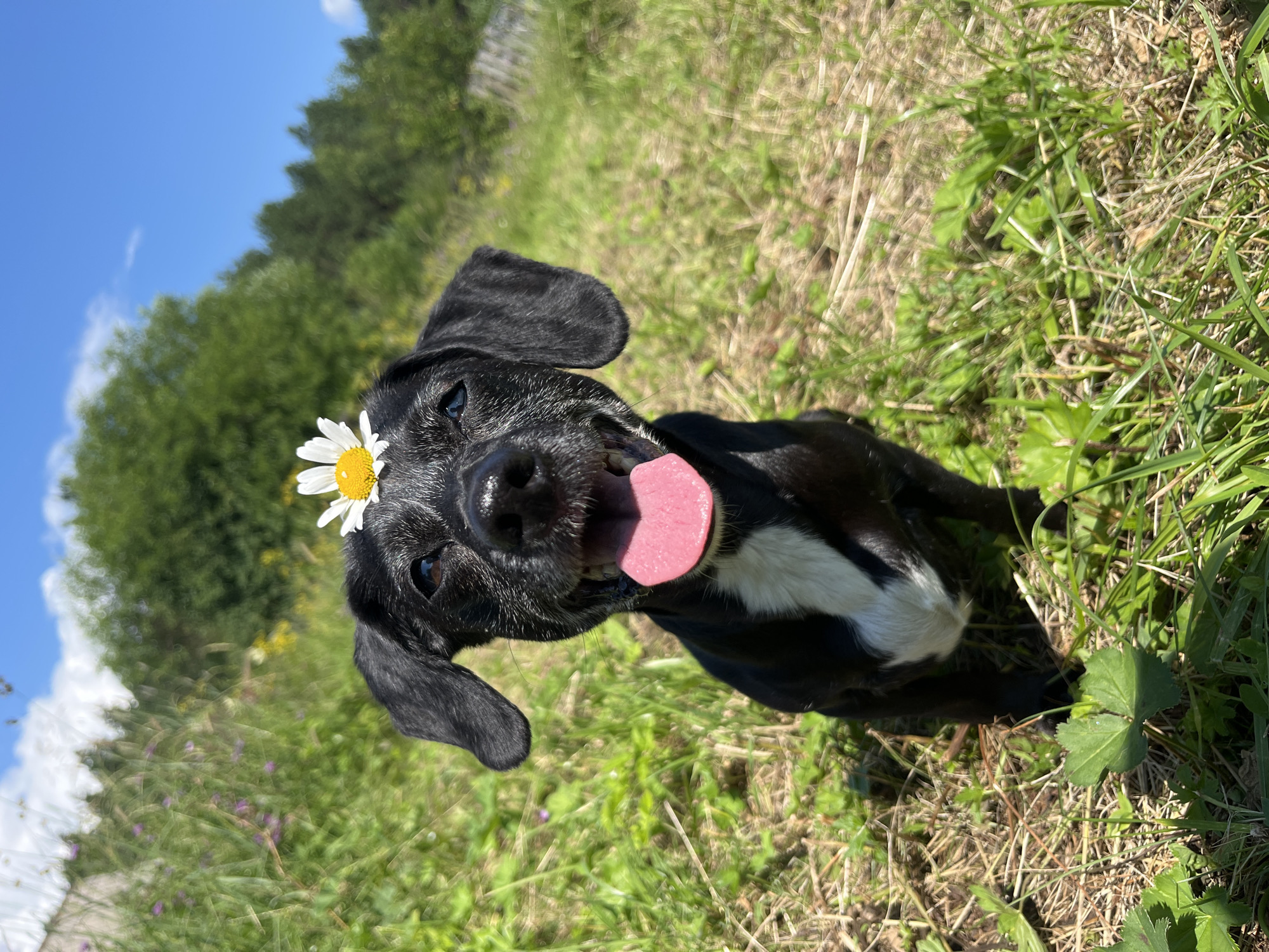 A black dog with a white chest and a daisy on its head is sitting in a grassy field under a blue sky with scattered clouds. The dog is looking at the camera with its tongue out and its ears flopped. In the background, there are trees and a hill. The image was taken on a sunny day. The location is not specified in Nizhny Tagil, Russia.